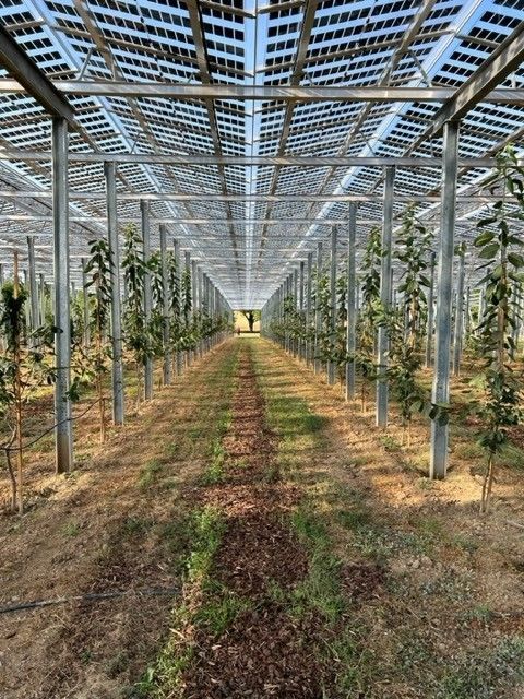 AgriPV, Agri.Photovoltaik, Landwirtschaft, Obst, Beeren, Stromproduktion, Anlagendesign, erneuerbare