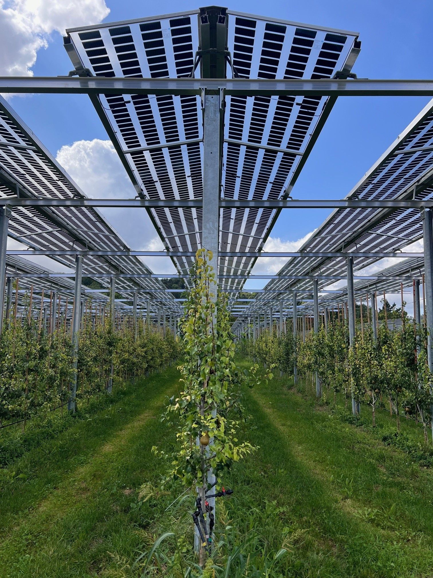 Äpfel, Akzeptanz, Anlagendesign, aufgeständerte Unterkonstruktion, Bewirtschaftung, Di-rektvermarktung, doppelte Landnutzung, Dürreschäden, Eigenstromverbrauch, Energie-wende, Ertragsprognose, Flächendruck, Flächeneffizienz, Folienüberdachung, Frostschä-den, Genehmigungsprozesse, Hagelschäden, Hagelschutznetze, intensive Ackerkulturen, Klimawandel, Landschaftsästhetik, Landschaftsattraktivität, Landschaftsschutz, landwirt-schaftliche Hauptnutzung, Lichtverfügbarkeit, Marktfähigkeit, Naturschutz, Fotosynthese, Pilotanlagen, privilegierte Vorhaben, ressourceneffiziente Landnutzung, Semitransparent, Sonnenbrand, Starkregen, Strombörse, Synergetische Integration, Tracker, Wasserma-nagement, Wasserverfügbarkeit, zusätzliche Solarstromproduktion, zusätzliches Einkom-men, EEG-Förderung, Ertragssteigerungen, Beeren, Wein, Gemüse, Modulbreite, Bilanz-kreis, Ackerkulturen, Gesamtproduktivität, anzulegender Wert, dienende Funktion, Netzbe-treiber, Ernteausfälle, zusätzliche Einkommensquelle, Reihenabstand, gartenbauliche, Kul-turen, Sonderkulturen, lichte Höhe, überragendes öffentliches, Interesse, Rammung, Er-zeugungsprognose, Überschusseinspeisung, Marktpreis, Neigungswinkel, Wechselrichter, Fernsteuerbarkeit, Bodenversiegelung, fixe Einspeisevergütung, Marktprämie, Flächen-druck, PV, Photovoltaik, Solar, PV-Anlage, Photovoltaik-Anlage, Photovoltaik Anlage, Ag-riPV, AgriPV, Agrar-PV, Agrar-PV, Agrar-Photovoltaik, Agrar Photovoltaik, Module, Unter-konstruktion, Landwirtschaft, Land, grün, Bauern, Obstanbau, Obst, Energie, erneuerbare Energie, PV, Carports, Tracker, geführt, statisch, Deutschland, PV-Firma, PV Firma, Agrar, Pflanzenkultur, Himbeere, Wein, Obst, Apfel