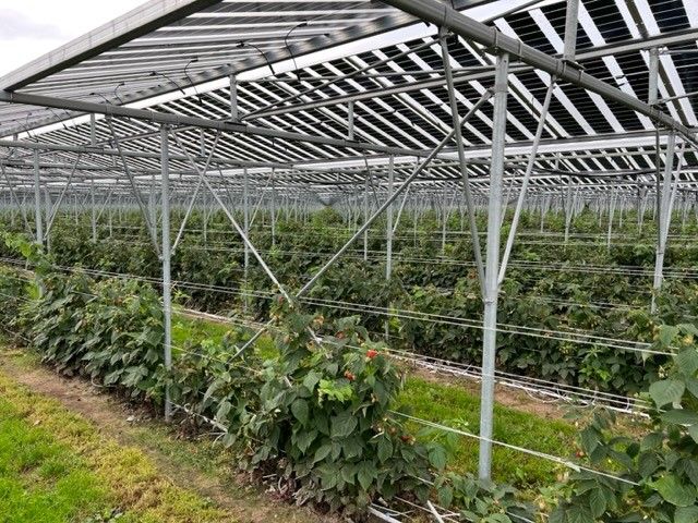 Äpfel, Akzeptanz, Anlagendesign, aufgeständerte Unterkonstruktion, Bewirtschaf-tung, Direktvermarktung, doppelte Landnutzung, Dürreschäden, Eigenstromver-brauch, Energiewende, Ertragsprognose, Flächendruck, Flächeneffizienz, Folienüber-dachung, Frostschäden, Genehmigungsprozesse, Hagelschäden, Hagelschutznetze, intensive Ackerkulturen, Klimawandel, Landschaftsästhetik, Landschaftsattraktivität, Landschaftsschutz, landwirtschaftliche Hauptnutzung, Lichtverfügbarkeit, Marktfähig-keit, Naturschutz, Fotosynthese, Pilotanlagen, privilegierte Vorhaben, ressourceneffi-ziente Landnutzung, Semitransparent, Sonnenbrand, Starkregen, Strombörse, Syner-getische Integration, Tracker, Wassermanagement, Wasserverfügbarkeit, zusätzliche Solarstromproduktion, zusätzliches Einkommen, EEG-Förderung, Ertragssteigerungen, Beeren, Wein, Gemüse, Modulbreite, Bilanzkreis, Ackerkulturen, Gesamtproduktivität, anzulegender Wert, dienende Funktion, Netzbetreiber, Ernteausfälle, zusätzliche Ein-kommensquelle, Reihenabstand, gartenbauliche, Kulturen, Sonderkulturen, lichte Hö-he, überragendes öffentliches, Interesse, Rammung, Erzeugungsprognose, Über-schusseinspeisung, Marktpreis, Neigungswinkel, Wechselrichter, Fernsteuerbarkeit, Bodenversiegelung, fixe Einspeisevergütung, Marktprämie, Flächendruck, PV, Photo-voltaik, Solar, PV-Anlage, Photovoltaik-Anlage, Photovoltaik Anlage, AgriPV, AgriPV, Agrar-PV, Agrar-PV, Agrar-Photovoltaik, Agrar Photovoltaik, Module, Unterkonstrukti-on, Landwirtschaft, Land, grün, Bauern, Obstanbau, Obst, Energie, erneuerbare Ener-gie, PV, Carports, Tracker, geführt, statisch, Deutschland, PV-Firma, PV Firma, Agrar, Pflanzenkultur, Himbeere, Wein, Obst, Apfel