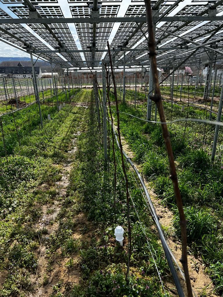 Äpfel, Akzeptanz, Anlagendesign, aufgeständerte Unterkonstruktion, Bewirtschaf-tung, Direktvermarktung, doppelte Landnutzung, Dürreschäden, Eigenstromver-brauch, Energiewende, Ertragsprognose, Flächendruck, Flächeneffizienz, Folienüber-dachung, Frostschäden, Genehmigungsprozesse, Hagelschäden, Hagelschutznetze, intensive Ackerkulturen, Klimawandel, Landschaftsästhetik, Landschaftsattraktivität, Landschaftsschutz, landwirtschaftliche Hauptnutzung, Lichtverfügbarkeit, Marktfähig-keit, Naturschutz, Fotosynthese, Pilotanlagen, privilegierte Vorhaben, ressourceneffi-ziente Landnutzung, Semitransparent, Sonnenbrand, Starkregen, Strombörse, Syner-getische Integration, Tracker, Wassermanagement, Wasserverfügbarkeit, zusätzliche Solarstromproduktion, zusätzliches Einkommen, EEG-Förderung, Ertragssteigerungen, Beeren, Wein, Gemüse, Modulbreite, Bilanzkreis, Ackerkulturen, Gesamtproduktivität, anzulegender Wert, dienende Funktion, Netzbetreiber, Ernteausfälle, zusätzliche Ein-kommensquelle, Reihenabstand, gartenbauliche, Kulturen, Sonderkulturen, lichte Hö-he, überragendes öffentliches, Interesse, Rammung, Erzeugungsprognose, Über-schusseinspeisung, Marktpreis, Neigungswinkel, Wechselrichter, Fernsteuerbarkeit, Bodenversiegelung, fixe Einspeisevergütung, Marktprämie, Flächendruck, PV, Photo-voltaik, Solar, PV-Anlage, Photovoltaik-Anlage, Photovoltaik Anlage, AgriPV, AgriPV, Agrar-PV, Agrar-PV, Agrar-Photovoltaik, Agrar Photovoltaik, Module, Unterkonstrukti-on, Landwirtschaft, Land, grün, Bauern, Obstanbau, Obst, Energie, erneuerbare Ener-gie, PV, Carports, Tracker, geführt, statisch, Deutschland, PV-Firma, PV Firma, Agrar, Pflanzenkultur, Himbeere, Wein, Obst, Apfel