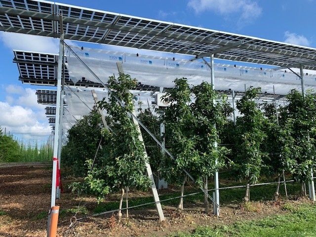 Äpfel, Akzeptanz, Anlagendesign, aufgeständerte Unterkonstruktion, Bewirtschaf-tung, Direktvermarktung, doppelte Landnutzung, Dürreschäden, Eigenstromver-brauch, Energiewende, Ertragsprognose, Flächendruck, Flächeneffizienz, Folienüber-dachung, Frostschäden, Genehmigungsprozesse, Hagelschäden, Hagelschutznetze, intensive Ackerkulturen, Klimawandel, Landschaftsästhetik, Landschaftsattraktivität, Landschaftsschutz, landwirtschaftliche Hauptnutzung, Lichtverfügbarkeit, Marktfähig-keit, Naturschutz, Fotosynthese, Pilotanlagen, privilegierte Vorhaben, ressourceneffi-ziente Landnutzung, Semitransparent, Sonnenbrand, Starkregen, Strombörse, Syner-getische Integration, Tracker, Wassermanagement, Wasserverfügbarkeit, zusätzliche Solarstromproduktion, zusätzliches Einkommen, EEG-Förderung, Ertragssteigerungen, Beeren, Wein, Gemüse, Modulbreite, Bilanzkreis, Ackerkulturen, Gesamtproduktivität, anzulegender Wert, dienende Funktion, Netzbetreiber, Ernteausfälle, zusätzliche Ein-kommensquelle, Reihenabstand, gartenbauliche, Kulturen, Sonderkulturen, lichte Hö-he, überragendes öffentliches, Interesse, Rammung, Erzeugungsprognose, Über-schusseinspeisung, Marktpreis, Neigungswinkel, Wechselrichter, Fernsteuerbarkeit, Bodenversiegelung, fixe Einspeisevergütung, Marktprämie, Flächendruck, PV, Photo-voltaik, Solar, PV-Anlage, Photovoltaik-Anlage, Photovoltaik Anlage, AgriPV, AgriPV, Agrar-PV, Agrar-PV, Agrar-Photovoltaik, Agrar Photovoltaik, Module, Unterkonstrukti-on, Landwirtschaft, Land, grün, Bauern, Obstanbau, Obst, Energie, erneuerbare Ener-gie, PV, Carports, Tracker, geführt, statisch, Deutschland, PV-Firma, PV Firma, Agrar, Pflanzenkultur, Himbeere, Wein, Obst, Apfel