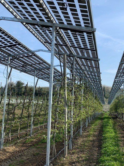 Äpfel, Akzeptanz, Anlagendesign, aufgeständerte Unterkonstruktion, Bewirtschaftung, Di-rektvermarktung, doppelte Landnutzung, Dürreschäden, Eigenstromverbrauch, Energie-wende, Ertragsprognose, Flächendruck, Flächeneffizienz, Folienüberdachung, Frostschä-den, Genehmigungsprozesse, Hagelschäden, Hagelschutznetze, intensive Ackerkulturen, Klimawandel, Landschaftsästhetik, Landschaftsattraktivität, Landschaftsschutz, landwirt-schaftliche Hauptnutzung, Lichtverfügbarkeit, Marktfähigkeit, Naturschutz, Fotosynthese, Pilotanlagen, privilegierte Vorhaben, ressourceneffiziente Landnutzung, Semitransparent, Sonnenbrand, Starkregen, Strombörse, Synergetische Integration, Tracker, Wasserma-nagement, Wasserverfügbarkeit, zusätzliche Solarstromproduktion, zusätzliches Einkom-men, EEG-Förderung, Ertragssteigerungen, Beeren, Wein, Gemüse, Modulbreite, Bilanz-kreis, Ackerkulturen, Gesamtproduktivität, anzulegender Wert, dienende Funktion, Netzbe-treiber, Ernteausfälle, zusätzliche Einkommensquelle, Reihenabstand, gartenbauliche, Kul-turen, Sonderkulturen, lichte Höhe, überragendes öffentliches, Interesse, Rammung, Er-zeugungsprognose, Überschusseinspeisung, Marktpreis, Neigungswinkel, Wechselrichter, Fernsteuerbarkeit, Bodenversiegelung, fixe Einspeisevergütung, Marktprämie, Flächen-druck, PV, Photovoltaik, Solar, PV-Anlage, Photovoltaik-Anlage, Photovoltaik Anlage, Ag-riPV, AgriPV, Agrar-PV, Agrar-PV, Agrar-Photovoltaik, Agrar Photovoltaik, Module, Unter-konstruktion, Landwirtschaft, Land, grün, Bauern, Obstanbau, Obst, Energie, erneuerbare Energie, PV, Carports, Tracker, geführt, statisch, Deutschland, PV-Firma, PV Firma, Agrar, Pflanzenkultur, Himbeere, Wein, Obst, Apfel