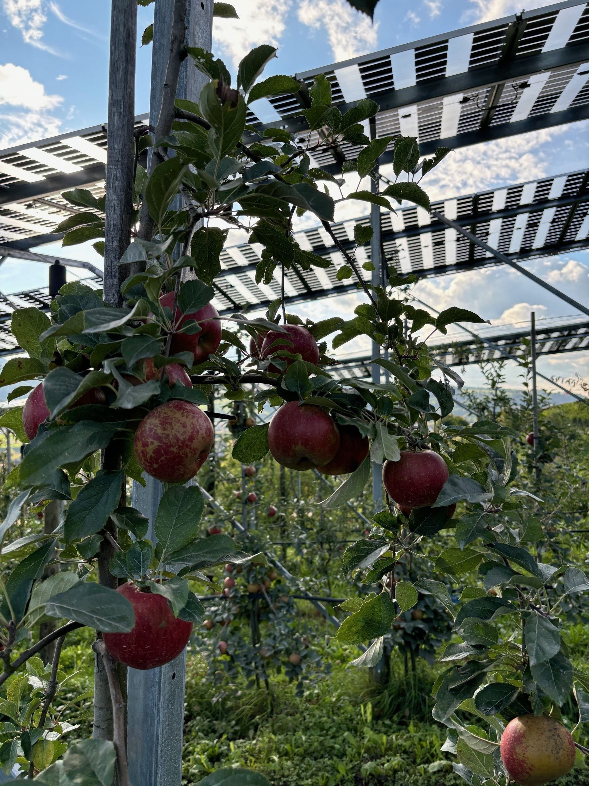 Äpfel, Akzeptanz, Anlagendesign, aufgeständerte Unterkonstruktion, Bewirtschaftung, Di-rektvermarktung, doppelte Landnutzung, Dürreschäden, Eigenstromverbrauch, Energie-wende, Ertragsprognose, Flächendruck, Flächeneffizienz, Folienüberdachung, Frostschä-den, Genehmigungsprozesse, Hagelschäden, Hagelschutznetze, intensive Ackerkulturen, Klimawandel, Landschaftsästhetik, Landschaftsattraktivität, Landschaftsschutz, landwirt-schaftliche Hauptnutzung, Lichtverfügbarkeit, Marktfähigkeit, Naturschutz, Fotosynthese, Pilotanlagen, privilegierte Vorhaben, ressourceneffiziente Landnutzung, Semitransparent, Sonnenbrand, Starkregen, Strombörse, Synergetische Integration, Tracker, Wasserma-nagement, Wasserverfügbarkeit, zusätzliche Solarstromproduktion, zusätzliches Einkom-men, EEG-Förderung, Ertragssteigerungen, Beeren, Wein, Gemüse, Modulbreite, Bilanz-kreis, Ackerkulturen, Gesamtproduktivität, anzulegender Wert, dienende Funktion, Netzbe-treiber, Ernteausfälle, zusätzliche Einkommensquelle, Reihenabstand, gartenbauliche, Kul-turen, Sonderkulturen, lichte Höhe, überragendes öffentliches, Interesse, Rammung, Er-zeugungsprognose, Überschusseinspeisung, Marktpreis, Neigungswinkel, Wechselrichter, Fernsteuerbarkeit, Bodenversiegelung, fixe Einspeisevergütung, Marktprämie, Flächen-druck, PV, Photovoltaik, Solar, PV-Anlage, Photovoltaik-Anlage, Photovoltaik Anlage, Ag-riPV, AgriPV, Agrar-PV, Agrar-PV, Agrar-Photovoltaik, Agrar Photovoltaik, Module, Unter-konstruktion, Landwirtschaft, Land, grün, Bauern, Obstanbau, Obst, Energie, erneuerbare Energie, PV, Carports, Tracker, geführt, statisch, Deutschland, PV-Firma, PV Firma, Agrar, Pflanzenkultur, Himbeere, Wein, Obst, Apfel