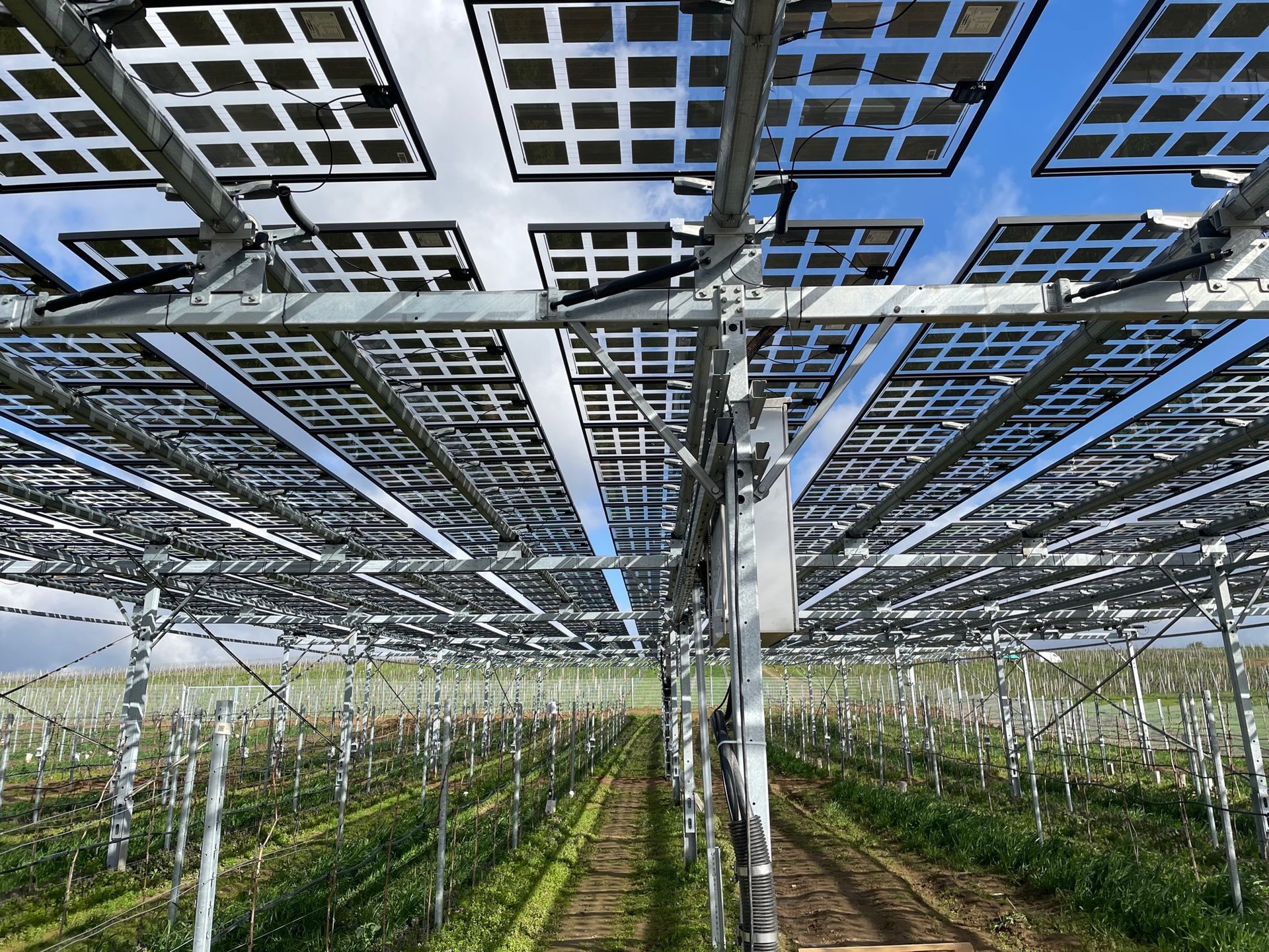 Äpfel, Akzeptanz, Anlagendesign, aufgeständerte Unterkonstruktion, Bewirtschaftung, Di-rektvermarktung, doppelte Landnutzung, Dürreschäden, Eigenstromverbrauch, Energie-wende, Ertragsprognose, Flächendruck, Flächeneffizienz, Folienüberdachung, Frostschä-den, Genehmigungsprozesse, Hagelschäden, Hagelschutznetze, intensive Ackerkulturen, Klimawandel, Landschaftsästhetik, Landschaftsattraktivität, Landschaftsschutz, landwirt-schaftliche Hauptnutzung, Lichtverfügbarkeit, Marktfähigkeit, Naturschutz, Fotosynthese, Pilotanlagen, privilegierte Vorhaben, ressourceneffiziente Landnutzung, Semitransparent, Sonnenbrand, Starkregen, Strombörse, Synergetische Integration, Tracker, Wasserma-nagement, Wasserverfügbarkeit, zusätzliche Solarstromproduktion, zusätzliches Einkom-men, EEG-Förderung, Ertragssteigerungen, Beeren, Wein, Gemüse, Modulbreite, Bilanz-kreis, Ackerkulturen, Gesamtproduktivität, anzulegender Wert, dienende Funktion, Netzbe-treiber, Ernteausfälle, zusätzliche Einkommensquelle, Reihenabstand, gartenbauliche, Kul-turen, Sonderkulturen, lichte Höhe, überragendes öffentliches, Interesse, Rammung, Er-zeugungsprognose, Überschusseinspeisung, Marktpreis, Neigungswinkel, Wechselrichter, Fernsteuerbarkeit, Bodenversiegelung, fixe Einspeisevergütung, Marktprämie, Flächen-druck, PV, Photovoltaik, Solar, PV-Anlage, Photovoltaik-Anlage, Photovoltaik Anlage, Ag-riPV, AgriPV, Agrar-PV, Agrar-PV, Agrar-Photovoltaik, Agrar Photovoltaik, Module, Unter-konstruktion, Landwirtschaft, Land, grün, Bauern, Obstanbau, Obst, Energie, erneuerbare Energie, PV, Carports, Tracker, geführt, statisch, Deutschland, PV-Firma, PV Firma, Agrar, Pflanzenkultur, Himbeere, Wein, Obst, Apfel