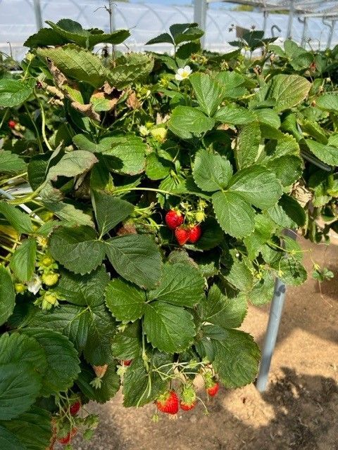 Äpfel, Akzeptanz, Anlagendesign, aufgeständerte Unterkonstruktion, Bewirtschaf-tung, Direktvermarktung, doppelte Landnutzung, Dürreschäden, Eigenstromver-brauch, Energiewende, Ertragsprognose, Flächendruck, Flächeneffizienz, Folienüber-dachung, Frostschäden, Genehmigungsprozesse, Hagelschäden, Hagelschutznetze, intensive Ackerkulturen, Klimawandel, Landschaftsästhetik, Landschaftsattraktivität, Landschaftsschutz, landwirtschaftliche Hauptnutzung, Lichtverfügbarkeit, Marktfähig-keit, Naturschutz, Fotosynthese, Pilotanlagen, privilegierte Vorhaben, ressourceneffi-ziente Landnutzung, Semitransparent, Sonnenbrand, Starkregen, Strombörse, Syner-getische Integration, Tracker, Wassermanagement, Wasserverfügbarkeit, zusätzliche Solarstromproduktion, zusätzliches Einkommen, EEG-Förderung, Ertragssteigerungen, Beeren, Wein, Gemüse, Modulbreite, Bilanzkreis, Ackerkulturen, Gesamtproduktivität, anzulegender Wert, dienende Funktion, Netzbetreiber, Ernteausfälle, zusätzliche Ein-kommensquelle, Reihenabstand, gartenbauliche, Kulturen, Sonderkulturen, lichte Hö-he, überragendes öffentliches, Interesse, Rammung, Erzeugungsprognose, Über-schusseinspeisung, Marktpreis, Neigungswinkel, Wechselrichter, Fernsteuerbarkeit, Bodenversiegelung, fixe Einspeisevergütung, Marktprämie, Flächendruck, PV, Photo-voltaik, Solar, PV-Anlage, Photovoltaik-Anlage, Photovoltaik Anlage, AgriPV, AgriPV, Agrar-PV, Agrar-PV, Agrar-Photovoltaik, Agrar Photovoltaik, Module, Unterkonstrukti-on, Landwirtschaft, Land, grün, Bauern, Obstanbau, Obst, Energie, erneuerbare Ener-gie, PV, Carports, Tracker, geführt, statisch, Deutschland, PV-Firma, PV Firma, Agrar, Pflanzenkultur, Himbeere, Wein, Obst, Apfel