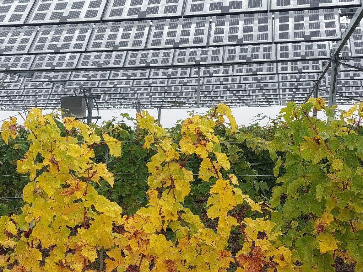 Äpfel, Akzeptanz, Anlagendesign, aufgeständerte Unterkonstruktion, Bewirtschaftung, Di-rektvermarktung, doppelte Landnutzung, Dürreschäden, Eigenstromverbrauch, Energie-wende, Ertragsprognose, Flächendruck, Flächeneffizienz, Folienüberdachung, Frostschä-den, Genehmigungsprozesse, Hagelschäden, Hagelschutznetze, intensive Ackerkulturen, Klimawandel, Landschaftsästhetik, Landschaftsattraktivität, Landschaftsschutz, landwirt-schaftliche Hauptnutzung, Lichtverfügbarkeit, Marktfähigkeit, Naturschutz, Fotosynthese, Pilotanlagen, privilegierte Vorhaben, ressourceneffiziente Landnutzung, Semitransparent, Sonnenbrand, Starkregen, Strombörse, Synergetische Integration, Tracker, Wasserma-nagement, Wasserverfügbarkeit, zusätzliche Solarstromproduktion, zusätzliches Einkom-men, EEG-Förderung, Ertragssteigerungen, Beeren, Wein, Gemüse, Modulbreite, Bilanz-kreis, Ackerkulturen, Gesamtproduktivität, anzulegender Wert, dienende Funktion, Netzbe-treiber, Ernteausfälle, zusätzliche Einkommensquelle, Reihenabstand, gartenbauliche, Kul-turen, Sonderkulturen, lichte Höhe, überragendes öffentliches, Interesse, Rammung, Er-zeugungsprognose, Überschusseinspeisung, Marktpreis, Neigungswinkel, Wechselrichter, Fernsteuerbarkeit, Bodenversiegelung, fixe Einspeisevergütung, Marktprämie, Flächen-druck, PV, Photovoltaik, Solar, PV-Anlage, Photovoltaik-Anlage, Photovoltaik Anlage, Ag-riPV, AgriPV, Agrar-PV, Agrar-PV, Agrar-Photovoltaik, Agrar Photovoltaik, Module, Unter-konstruktion, Landwirtschaft, Land, grün, Bauern, Obstanbau, Obst, Energie, erneuerbare Energie, PV, Carports, Tracker, geführt, statisch, Deutschland, PV-Firma, PV Firma, Agrar, Pflanzenkultur, Himbeere, Wein, Obst, Apfel