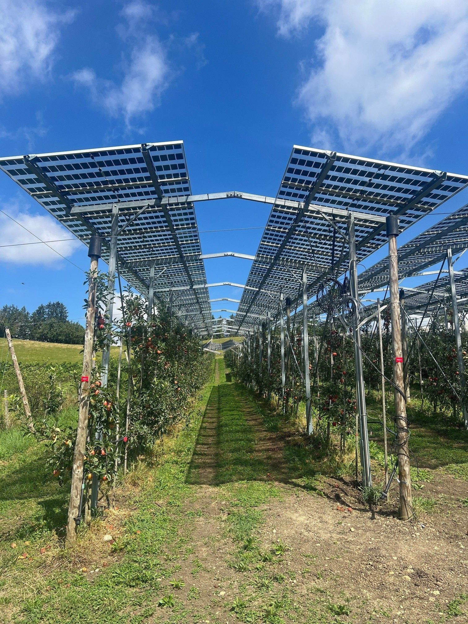 Äpfel, Akzeptanz, Anlagendesign, aufgeständerte Unterkonstruktion, Bewirtschaftung, Di-rektvermarktung, doppelte Landnutzung, Dürreschäden, Eigenstromverbrauch, Energie-wende, Ertragsprognose, Flächendruck, Flächeneffizienz, Folienüberdachung, Frostschä-den, Genehmigungsprozesse, Hagelschäden, Hagelschutznetze, intensive Ackerkulturen, Klimawandel, Landschaftsästhetik, Landschaftsattraktivität, Landschaftsschutz, landwirt-schaftliche Hauptnutzung, Lichtverfügbarkeit, Marktfähigkeit, Naturschutz, Fotosynthese, Pilotanlagen, privilegierte Vorhaben, ressourceneffiziente Landnutzung, Semitransparent, Sonnenbrand, Starkregen, Strombörse, Synergetische Integration, Tracker, Wasserma-nagement, Wasserverfügbarkeit, zusätzliche Solarstromproduktion, zusätzliches Einkom-men, EEG-Förderung, Ertragssteigerungen, Beeren, Wein, Gemüse, Modulbreite, Bilanz-kreis, Ackerkulturen, Gesamtproduktivität, anzulegender Wert, dienende Funktion, Netzbe-treiber, Ernteausfälle, zusätzliche Einkommensquelle, Reihenabstand, gartenbauliche, Kul-turen, Sonderkulturen, lichte Höhe, überragendes öffentliches, Interesse, Rammung, Er-zeugungsprognose, Überschusseinspeisung, Marktpreis, Neigungswinkel, Wechselrichter, Fernsteuerbarkeit, Bodenversiegelung, fixe Einspeisevergütung, Marktprämie, Flächen-druck, PV, Photovoltaik, Solar, PV-Anlage, Photovoltaik-Anlage, Photovoltaik Anlage, Ag-riPV, AgriPV, Agrar-PV, Agrar-PV, Agrar-Photovoltaik, Agrar Photovoltaik, Module, Unter-konstruktion, Landwirtschaft, Land, grün, Bauern, Obstanbau, Obst, Energie, erneuerbare Energie, PV, Carports, Tracker, geführt, statisch, Deutschland, PV-Firma, PV Firma, Agrar, Pflanzenkultur, Himbeere, Wein, Obst, Apfel