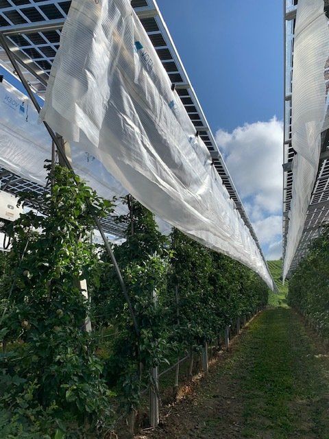 Äpfel, Akzeptanz, Anlagendesign, aufgeständerte Unterkonstruktion, Bewirtschaf-tung, Direktvermarktung, doppelte Landnutzung, Dürreschäden, Eigenstromver-brauch, Energiewende, Ertragsprognose, Flächendruck, Flächeneffizienz, Folienüber-dachung, Frostschäden, Genehmigungsprozesse, Hagelschäden, Hagelschutznetze, intensive Ackerkulturen, Klimawandel, Landschaftsästhetik, Landschaftsattraktivität, Landschaftsschutz, landwirtschaftliche Hauptnutzung, Lichtverfügbarkeit, Marktfähig-keit, Naturschutz, Fotosynthese, Pilotanlagen, privilegierte Vorhaben, ressourceneffi-ziente Landnutzung, Semitransparent, Sonnenbrand, Starkregen, Strombörse, Syner-getische Integration, Tracker, Wassermanagement, Wasserverfügbarkeit, zusätzliche Solarstromproduktion, zusätzliches Einkommen, EEG-Förderung, Ertragssteigerungen, Beeren, Wein, Gemüse, Modulbreite, Bilanzkreis, Ackerkulturen, Gesamtproduktivität, anzulegender Wert, dienende Funktion, Netzbetreiber, Ernteausfälle, zusätzliche Ein-kommensquelle, Reihenabstand, gartenbauliche, Kulturen, Sonderkulturen, lichte Hö-he, überragendes öffentliches, Interesse, Rammung, Erzeugungsprognose, Über-schusseinspeisung, Marktpreis, Neigungswinkel, Wechselrichter, Fernsteuerbarkeit, Bodenversiegelung, fixe Einspeisevergütung, Marktprämie, Flächendruck, PV, Photo-voltaik, Solar, PV-Anlage, Photovoltaik-Anlage, Photovoltaik Anlage, AgriPV, AgriPV, Agrar-PV, Agrar-PV, Agrar-Photovoltaik, Agrar Photovoltaik, Module, Unterkonstrukti-on, Landwirtschaft, Land, grün, Bauern, Obstanbau, Obst, Energie, erneuerbare Ener-gie, PV, Carports, Tracker, geführt, statisch, Deutschland, PV-Firma, PV Firma, Agrar, Pflanzenkultur, Himbeere, Wein, Obst, Apfel