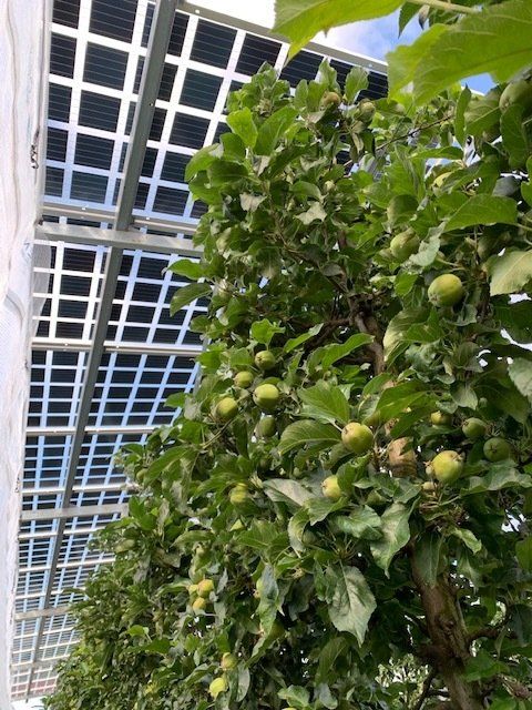 Äpfel, Akzeptanz, Anlagendesign, aufgeständerte Unterkonstruktion, Bewirtschaf-tung, Direktvermarktung, doppelte Landnutzung, Dürreschäden, Eigenstromver-brauch, Energiewende, Ertragsprognose, Flächendruck, Flächeneffizienz, Folienüber-dachung, Frostschäden, Genehmigungsprozesse, Hagelschäden, Hagelschutznetze, intensive Ackerkulturen, Klimawandel, Landschaftsästhetik, Landschaftsattraktivität, Landschaftsschutz, landwirtschaftliche Hauptnutzung, Lichtverfügbarkeit, Marktfähig-keit, Naturschutz, Fotosynthese, Pilotanlagen, privilegierte Vorhaben, ressourceneffi-ziente Landnutzung, Semitransparent, Sonnenbrand, Starkregen, Strombörse, Syner-getische Integration, Tracker, Wassermanagement, Wasserverfügbarkeit, zusätzliche Solarstromproduktion, zusätzliches Einkommen, EEG-Förderung, Ertragssteigerungen, Beeren, Wein, Gemüse, Modulbreite, Bilanzkreis, Ackerkulturen, Gesamtproduktivität, anzulegender Wert, dienende Funktion, Netzbetreiber, Ernteausfälle, zusätzliche Ein-kommensquelle, Reihenabstand, gartenbauliche, Kulturen, Sonderkulturen, lichte Hö-he, überragendes öffentliches, Interesse, Rammung, Erzeugungsprognose, Über-schusseinspeisung, Marktpreis, Neigungswinkel, Wechselrichter, Fernsteuerbarkeit, Bodenversiegelung, fixe Einspeisevergütung, Marktprämie, Flächendruck, PV, Photo-voltaik, Solar, PV-Anlage, Photovoltaik-Anlage, Photovoltaik Anlage, AgriPV, AgriPV, Agrar-PV, Agrar-PV, Agrar-Photovoltaik, Agrar Photovoltaik, Module, Unterkonstrukti-on, Landwirtschaft, Land, grün, Bauern, Obstanbau, Obst, Energie, erneuerbare Ener-gie, PV, Carports, Tracker, geführt, statisch, Deutschland, PV-Firma, PV Firma, Agrar, Pflanzenkultur, Himbeere, Wein, Obst, Apfel