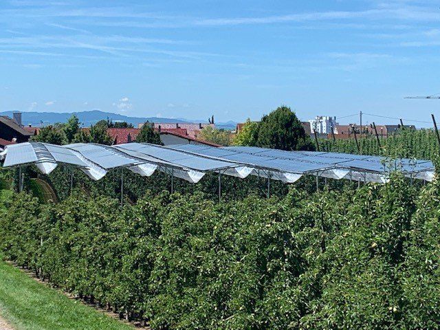 Äpfel, Akzeptanz, Anlagendesign, aufgeständerte Unterkonstruktion, Bewirtschaf-tung, Direktvermarktung, doppelte Landnutzung, Dürreschäden, Eigenstromver-brauch, Energiewende, Ertragsprognose, Flächendruck, Flächeneffizienz, Folienüber-dachung, Frostschäden, Genehmigungsprozesse, Hagelschäden, Hagelschutznetze, intensive Ackerkulturen, Klimawandel, Landschaftsästhetik, Landschaftsattraktivität, Landschaftsschutz, landwirtschaftliche Hauptnutzung, Lichtverfügbarkeit, Marktfähig-keit, Naturschutz, Fotosynthese, Pilotanlagen, privilegierte Vorhaben, ressourceneffi-ziente Landnutzung, Semitransparent, Sonnenbrand, Starkregen, Strombörse, Syner-getische Integration, Tracker, Wassermanagement, Wasserverfügbarkeit, zusätzliche Solarstromproduktion, zusätzliches Einkommen, EEG-Förderung, Ertragssteigerungen, Beeren, Wein, Gemüse, Modulbreite, Bilanzkreis, Ackerkulturen, Gesamtproduktivität, anzulegender Wert, dienende Funktion, Netzbetreiber, Ernteausfälle, zusätzliche Ein-kommensquelle, Reihenabstand, gartenbauliche, Kulturen, Sonderkulturen, lichte Hö-he, überragendes öffentliches, Interesse, Rammung, Erzeugungsprognose, Über-schusseinspeisung, Marktpreis, Neigungswinkel, Wechselrichter, Fernsteuerbarkeit, Bodenversiegelung, fixe Einspeisevergütung, Marktprämie, Flächendruck, PV, Photo-voltaik, Solar, PV-Anlage, Photovoltaik-Anlage, Photovoltaik Anlage, AgriPV, AgriPV, Agrar-PV, Agrar-PV, Agrar-Photovoltaik, Agrar Photovoltaik, Module, Unterkonstrukti-on, Landwirtschaft, Land, grün, Bauern, Obstanbau, Obst, Energie, erneuerbare Ener-gie, PV, Carports, Tracker, geführt, statisch, Deutschland, PV-Firma, PV Firma, Agrar, Pflanzenkultur, Himbeere, Wein, Obst, Apfel