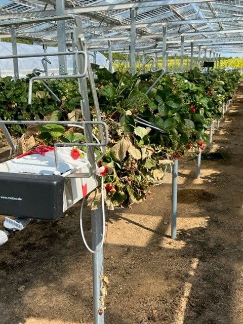 Äpfel, Akzeptanz, Anlagendesign, aufgeständerte Unterkonstruktion, Bewirtschaf-tung, Direktvermarktung, doppelte Landnutzung, Dürreschäden, Eigenstromver-brauch, Energiewende, Ertragsprognose, Flächendruck, Flächeneffizienz, Folienüber-dachung, Frostschäden, Genehmigungsprozesse, Hagelschäden, Hagelschutznetze, intensive Ackerkulturen, Klimawandel, Landschaftsästhetik, Landschaftsattraktivität, Landschaftsschutz, landwirtschaftliche Hauptnutzung, Lichtverfügbarkeit, Marktfähig-keit, Naturschutz, Fotosynthese, Pilotanlagen, privilegierte Vorhaben, ressourceneffi-ziente Landnutzung, Semitransparent, Sonnenbrand, Starkregen, Strombörse, Syner-getische Integration, Tracker, Wassermanagement, Wasserverfügbarkeit, zusätzliche Solarstromproduktion, zusätzliches Einkommen, EEG-Förderung, Ertragssteigerungen, Beeren, Wein, Gemüse, Modulbreite, Bilanzkreis, Ackerkulturen, Gesamtproduktivität, anzulegender Wert, dienende Funktion, Netzbetreiber, Ernteausfälle, zusätzliche Ein-kommensquelle, Reihenabstand, gartenbauliche, Kulturen, Sonderkulturen, lichte Hö-he, überragendes öffentliches, Interesse, Rammung, Erzeugungsprognose, Über-schusseinspeisung, Marktpreis, Neigungswinkel, Wechselrichter, Fernsteuerbarkeit, Bodenversiegelung, fixe Einspeisevergütung, Marktprämie, Flächendruck, PV, Photo-voltaik, Solar, PV-Anlage, Photovoltaik-Anlage, Photovoltaik Anlage, AgriPV, AgriPV, Agrar-PV, Agrar-PV, Agrar-Photovoltaik, Agrar Photovoltaik, Module, Unterkonstrukti-on, Landwirtschaft, Land, grün, Bauern, Obstanbau, Obst, Energie, erneuerbare Ener-gie, PV, Carports, Tracker, geführt, statisch, Deutschland, PV-Firma, PV Firma, Agrar, Pflanzenkultur, Himbeere, Wein, Obst, ApfelÄpfel, Akzeptanz, Anlagendesign, aufgeständerte Unterkonstruktion, Bewirtschaf-tung, Direktvermarktung, doppelte Landnutzung, Dürreschäden, Eigenstromver-brauch, Energiewende, Ertragsprognose, Flächendruck, Flächeneffizienz, Folienüber-dachung, Frostschäden, Genehmigungsprozesse, Hagelschäden, Hagelschutznetze, intensive Ackerkulturen, Klimawandel, Landschaftsästhetik, Landschaftsattraktivität, Landschaftsschutz, landwirtschaftliche Hauptnutzung, Lichtverfügbarkeit, Marktfähig-keit, Naturschutz, Fotosynthese, Pilotanlagen, privilegierte Vorhaben, ressourceneffi-ziente Landnutzung, Semitransparent, Sonnenbrand, Starkregen, Strombörse, Syner-getische Integration, Tracker, Wassermanagement, Wasserverfügbarkeit, zusätzliche Solarstromproduktion, zusätzliches Einkommen, EEG-Förderung, Ertragssteigerungen, Beeren, Wein, Gemüse, Modulbreite, Bilanzkreis, Ackerkulturen, Gesamtproduktivität, anzulegender Wert, dienende Funktion, Netzbetreiber, Ernteausfälle, zusätzliche Ein-kommensquelle, Reihenabstand, gartenbauliche, Kulturen, Sonderkulturen, lichte Hö-he, überragendes öffentliches, Interesse, Rammung, Erzeugungsprognose, Über-schusseinspeisung, Marktpreis, Neigungswinkel, Wechselrichter, Fernsteuerbarkeit, Bodenversiegelung, fixe Einspeisevergütung, Marktprämie, Flächendruck, PV, Photo-voltaik, Solar, PV-Anlage, Photovoltaik-Anlage, Photovoltaik Anlage, AgriPV, AgriPV, Agrar-PV, Agrar-PV, Agrar-Photovoltaik, Agrar Photovoltaik, Module, Unterkonstrukti-on, Landwirtschaft, Land, grün, Bauern, Obstanbau, Obst, Energie, erneuerbare Ener-gie, PV, Carports, Tracker, geführt, statisch, Deutschland, PV-Firma, PV Firma, Agrar, Pflanzenkultur, Himbeere, Wein, Obst, Apfel