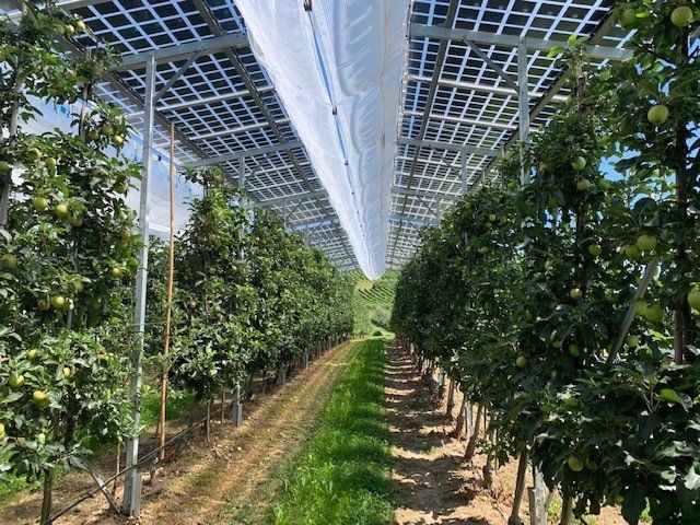 Äpfel, Akzeptanz, Anlagendesign, aufgeständerte Unterkonstruktion, Bewirtschaf-tung, Direktvermarktung, doppelte Landnutzung, Dürreschäden, Eigenstromver-brauch, Energiewende, Ertragsprognose, Flächendruck, Flächeneffizienz, Folienüber-dachung, Frostschäden, Genehmigungsprozesse, Hagelschäden, Hagelschutznetze, intensive Ackerkulturen, Klimawandel, Landschaftsästhetik, Landschaftsattraktivität, Landschaftsschutz, landwirtschaftliche Hauptnutzung, Lichtverfügbarkeit, Marktfähig-keit, Naturschutz, Fotosynthese, Pilotanlagen, privilegierte Vorhaben, ressourceneffi-ziente Landnutzung, Semitransparent, Sonnenbrand, Starkregen, Strombörse, Syner-getische Integration, Tracker, Wassermanagement, Wasserverfügbarkeit, zusätzliche Solarstromproduktion, zusätzliches Einkommen, EEG-Förderung, Ertragssteigerungen, Beeren, Wein, Gemüse, Modulbreite, Bilanzkreis, Ackerkulturen, Gesamtproduktivität, anzulegender Wert, dienende Funktion, Netzbetreiber, Ernteausfälle, zusätzliche Ein-kommensquelle, Reihenabstand, gartenbauliche, Kulturen, Sonderkulturen, lichte Hö-he, überragendes öffentliches, Interesse, Rammung, Erzeugungsprognose, Über-schusseinspeisung, Marktpreis, Neigungswinkel, Wechselrichter, Fernsteuerbarkeit, Bodenversiegelung, fixe Einspeisevergütung, Marktprämie, Flächendruck, PV, Photo-voltaik, Solar, PV-Anlage, Photovoltaik-Anlage, Photovoltaik Anlage, AgriPV, AgriPV, Agrar-PV, Agrar-PV, Agrar-Photovoltaik, Agrar Photovoltaik, Module, Unterkonstrukti-on, Landwirtschaft, Land, grün, Bauern, Obstanbau, Obst, Energie, erneuerbare Ener-gie, PV, Carports, Tracker, geführt, statisch, Deutschland, PV-Firma, PV Firma, Agrar, Pflanzenkultur, Himbeere, Wein, Obst, Apfel