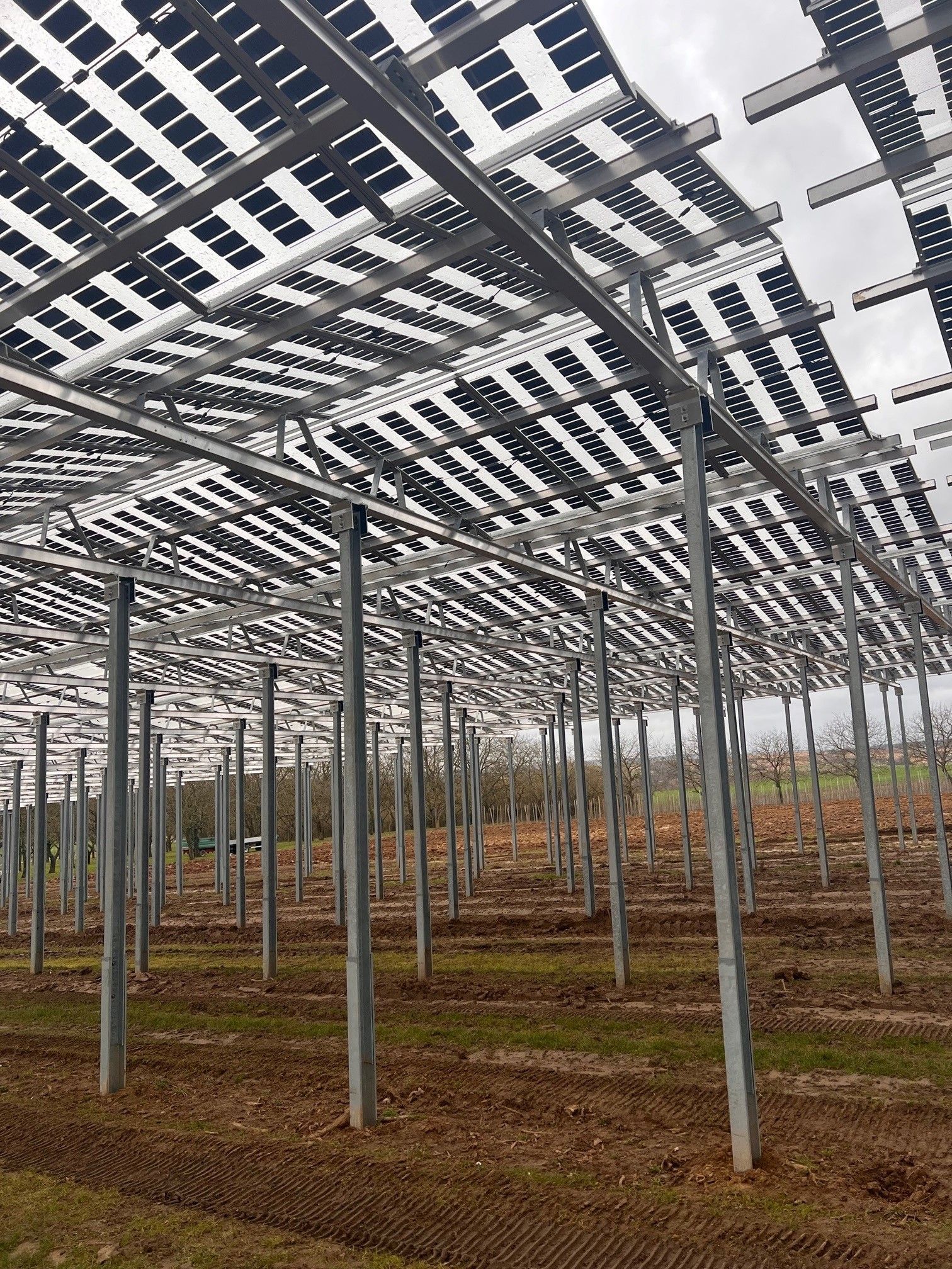 Äpfel, Akzeptanz, Anlagendesign, aufgeständerte Unterkonstruktion, Bewirtschaf-tung, Direktvermarktung, doppelte Landnutzung, Dürreschäden, Eigenstromver-brauch, Energiewende, Ertragsprognose, Flächendruck, Flächeneffizienz, Folienüber-dachung, Frostschäden, Genehmigungsprozesse, Hagelschäden, Hagelschutznetze, intensive Ackerkulturen, Klimawandel, Landschaftsästhetik, Landschaftsattraktivität, Landschaftsschutz, landwirtschaftliche Hauptnutzung, Lichtverfügbarkeit, Marktfähig-keit, Naturschutz, Fotosynthese, Pilotanlagen, privilegierte Vorhaben, ressourceneffi-ziente Landnutzung, Semitransparent, Sonnenbrand, Starkregen, Strombörse, Syner-getische Integration, Tracker, Wassermanagement, Wasserverfügbarkeit, zusätzliche Solarstromproduktion, zusätzliches Einkommen, EEG-Förderung, Ertragssteigerungen, Beeren, Wein, Gemüse, Modulbreite, Bilanzkreis, Ackerkulturen, Gesamtproduktivität, anzulegender Wert, dienende Funktion, Netzbetreiber, Ernteausfälle, zusätzliche Ein-kommensquelle, Reihenabstand, gartenbauliche, Kulturen, Sonderkulturen, lichte Hö-he, überragendes öffentliches, Interesse, Rammung, Erzeugungsprognose, Über-schusseinspeisung, Marktpreis, Neigungswinkel, Wechselrichter, Fernsteuerbarkeit, Bodenversiegelung, fixe Einspeisevergütung, Marktprämie, Flächendruck, PV, Photo-voltaik, Solar, PV-Anlage, Photovoltaik-Anlage, Photovoltaik Anlage, AgriPV, AgriPV, Agrar-PV, Agrar-PV, Agrar-Photovoltaik, Agrar Photovoltaik, Module, Unterkonstrukti-on, Landwirtschaft, Land, grün, Bauern, Obstanbau, Obst, Energie, erneuerbare Ener-gie, PV, Carports, Tracker, geführt, statisch, Deutschland, PV-Firma, PV Firma, Agrar, Pflanzenkultur, Himbeere, Wein, Obst, Apfel