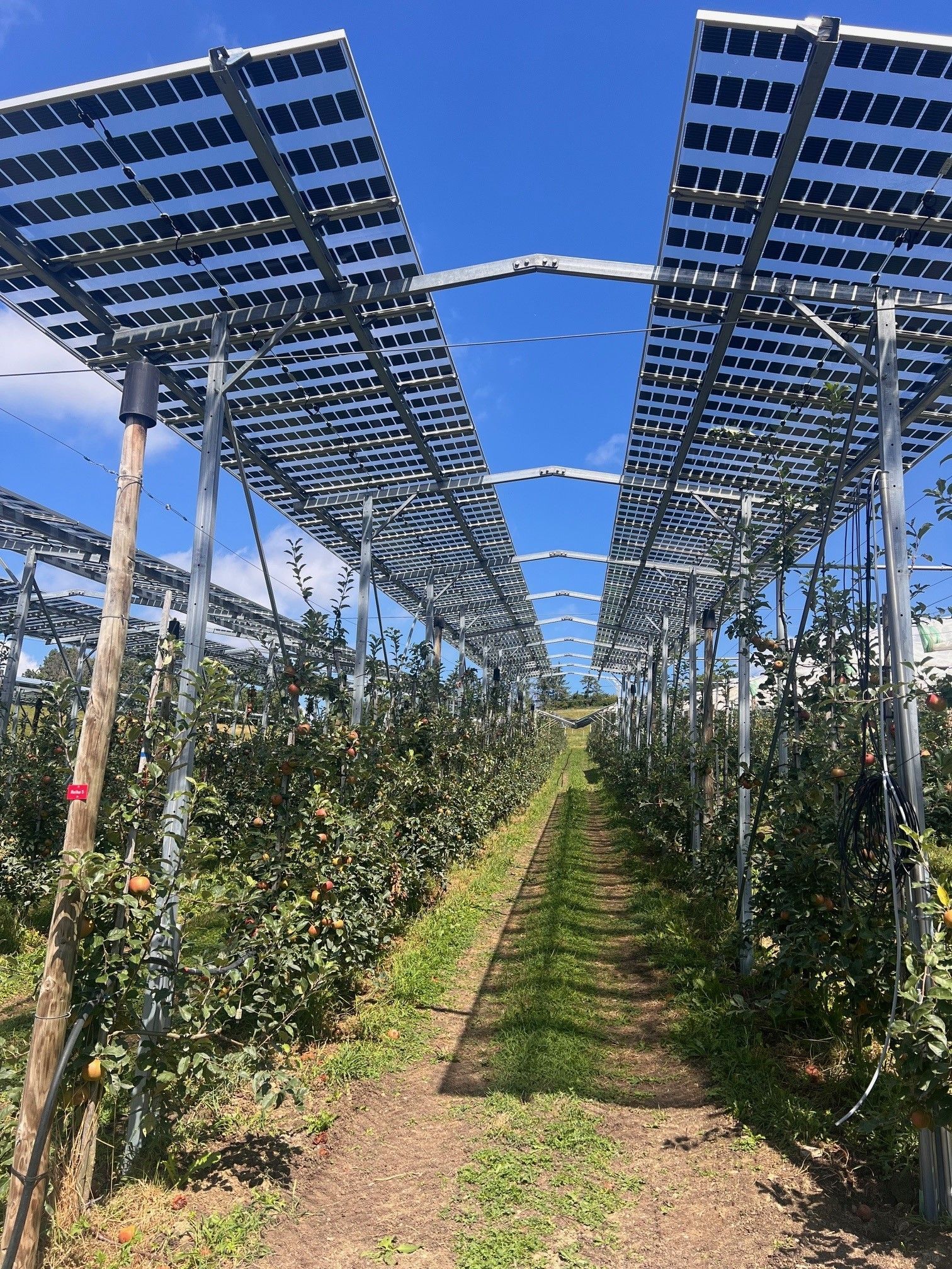 Äpfel, Akzeptanz, Anlagendesign, aufgeständerte Unterkonstruktion, Bewirtschaftung, Di-rektvermarktung, doppelte Landnutzung, Dürreschäden, Eigenstromverbrauch, Energie-wende, Ertragsprognose, Flächendruck, Flächeneffizienz, Folienüberdachung, Frostschä-den, Genehmigungsprozesse, Hagelschäden, Hagelschutznetze, intensive Ackerkulturen, Klimawandel, Landschaftsästhetik, Landschaftsattraktivität, Landschaftsschutz, landwirt-schaftliche Hauptnutzung, Lichtverfügbarkeit, Marktfähigkeit, Naturschutz, Fotosynthese, Pilotanlagen, privilegierte Vorhaben, ressourceneffiziente Landnutzung, Semitransparent, Sonnenbrand, Starkregen, Strombörse, Synergetische Integration, Tracker, Wasserma-nagement, Wasserverfügbarkeit, zusätzliche Solarstromproduktion, zusätzliches Einkom-men, EEG-Förderung, Ertragssteigerungen, Beeren, Wein, Gemüse, Modulbreite, Bilanz-kreis, Ackerkulturen, Gesamtproduktivität, anzulegender Wert, dienende Funktion, Netzbe-treiber, Ernteausfälle, zusätzliche Einkommensquelle, Reihenabstand, gartenbauliche, Kul-turen, Sonderkulturen, lichte Höhe, überragendes öffentliches, Interesse, Rammung, Er-zeugungsprognose, Überschusseinspeisung, Marktpreis, Neigungswinkel, Wechselrichter, Fernsteuerbarkeit, Bodenversiegelung, fixe Einspeisevergütung, Marktprämie, Flächen-druck, PV, Photovoltaik, Solar, PV-Anlage, Photovoltaik-Anlage, Photovoltaik Anlage, Ag-riPV, AgriPV, Agrar-PV, Agrar-PV, Agrar-Photovoltaik, Agrar Photovoltaik, Module, Unter-konstruktion, Landwirtschaft, Land, grün, Bauern, Obstanbau, Obst, Energie, erneuerbare Energie, PV, Carports, Tracker, geführt, statisch, Deutschland, PV-Firma, PV Firma, Agrar, Pflanzenkultur, Himbeere, Wein, Obst, Apfel