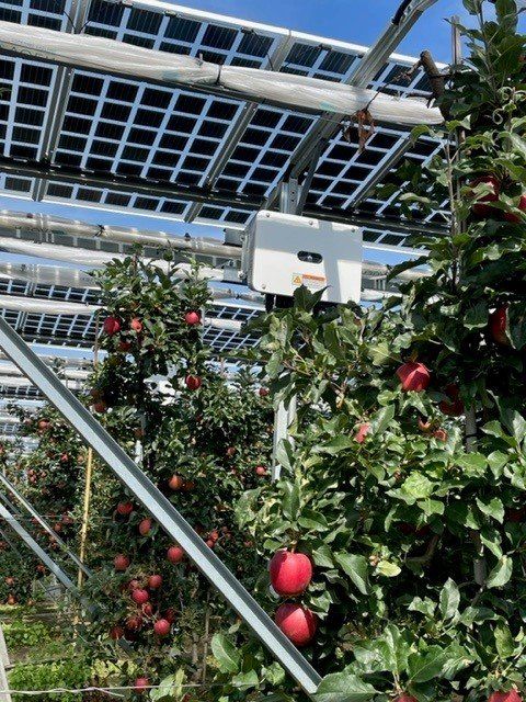 Äpfel, Akzeptanz, Anlagendesign, aufgeständerte Unterkonstruktion, Bewirtschaf-tung, Direktvermarktung, doppelte Landnutzung, Dürreschäden, Eigenstromver-brauch, Energiewende, Ertragsprognose, Flächendruck, Flächeneffizienz, Folienüber-dachung, Frostschäden, Genehmigungsprozesse, Hagelschäden, Hagelschutznetze, intensive Ackerkulturen, Klimawandel, Landschaftsästhetik, Landschaftsattraktivität, Landschaftsschutz, landwirtschaftliche Hauptnutzung, Lichtverfügbarkeit, Marktfähig-keit, Naturschutz, Fotosynthese, Pilotanlagen, privilegierte Vorhaben, ressourceneffi-ziente Landnutzung, Semitransparent, Sonnenbrand, Starkregen, Strombörse, Syner-getische Integration, Tracker, Wassermanagement, Wasserverfügbarkeit, zusätzliche Solarstromproduktion, zusätzliches Einkommen, EEG-Förderung, Ertragssteigerungen, Beeren, Wein, Gemüse, Modulbreite, Bilanzkreis, Ackerkulturen, Gesamtproduktivität, anzulegender Wert, dienende Funktion, Netzbetreiber, Ernteausfälle, zusätzliche Ein-kommensquelle, Reihenabstand, gartenbauliche, Kulturen, Sonderkulturen, lichte Hö-he, überragendes öffentliches, Interesse, Rammung, Erzeugungsprognose, Über-schusseinspeisung, Marktpreis, Neigungswinkel, Wechselrichter, Fernsteuerbarkeit, Bodenversiegelung, fixe Einspeisevergütung, Marktprämie, Flächendruck, PV, Photo-voltaik, Solar, PV-Anlage, Photovoltaik-Anlage, Photovoltaik Anlage, AgriPV, AgriPV, Agrar-PV, Agrar-PV, Agrar-Photovoltaik, Agrar Photovoltaik, Module, Unterkonstrukti-on, Landwirtschaft, Land, grün, Bauern, Obstanbau, Obst, Energie, erneuerbare Ener-gie, PV, Carports, Tracker, geführt, statisch, Deutschland, PV-Firma, PV Firma, Agrar, Pflanzenkultur, Himbeere, Wein, Obst, Apfel