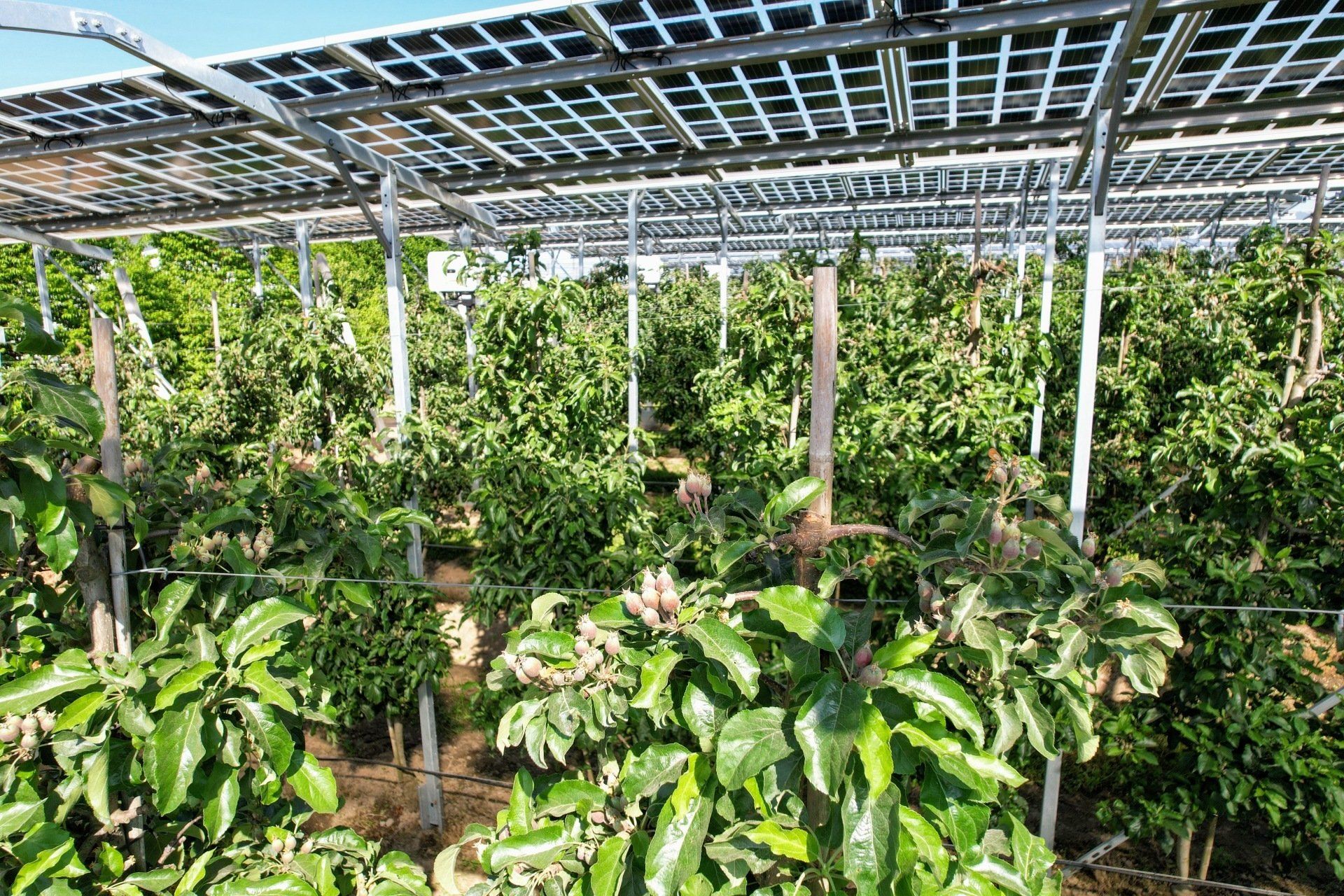 Äpfel, Akzeptanz, Anlagendesign, aufgeständerte Unterkonstruktion, Bewirtschaf-tung, Direktvermarktung, doppelte Landnutzung, Dürreschäden, Eigenstromver-brauch, Energiewende, Ertragsprognose, Flächendruck, Flächeneffizienz, Folienüber-dachung, Frostschäden, Genehmigungsprozesse, Hagelschäden, Hagelschutznetze, intensive Ackerkulturen, Klimawandel, Landschaftsästhetik, Landschaftsattraktivität, Landschaftsschutz, landwirtschaftliche Hauptnutzung, Lichtverfügbarkeit, Marktfähig-keit, Naturschutz, Fotosynthese, Pilotanlagen, privilegierte Vorhaben, ressourceneffi-ziente Landnutzung, Semitransparent, Sonnenbrand, Starkregen, Strombörse, Syner-getische Integration, Tracker, Wassermanagement, Wasserverfügbarkeit, zusätzliche Solarstromproduktion, zusätzliches Einkommen, EEG-Förderung, Ertragssteigerungen, Beeren, Wein, Gemüse, Modulbreite, Bilanzkreis, Ackerkulturen, Gesamtproduktivität, anzulegender Wert, dienende Funktion, Netzbetreiber, Ernteausfälle, zusätzliche Ein-kommensquelle, Reihenabstand, gartenbauliche, Kulturen, Sonderkulturen, lichte Hö-he, überragendes öffentliches, Interesse, Rammung, Erzeugungsprognose, Über-schusseinspeisung, Marktpreis, Neigungswinkel, Wechselrichter, Fernsteuerbarkeit, Bodenversiegelung, fixe Einspeisevergütung, Marktprämie, Flächendruck, PV, Photo-voltaik, Solar, PV-Anlage, Photovoltaik-Anlage, Photovoltaik Anlage, AgriPV, AgriPV, Agrar-PV, Agrar-PV, Agrar-Photovoltaik, Agrar Photovoltaik, Module, Unterkonstrukti-on, Landwirtschaft, Land, grün, Bauern, Obstanbau, Obst, Energie, erneuerbare Ener-gie, PV, Carports, Tracker, geführt, statisch, Deutschland, PV-Firma, PV Firma, Agrar, Pflanzenkultur, Himbeere, Wein, Obst, Apfel