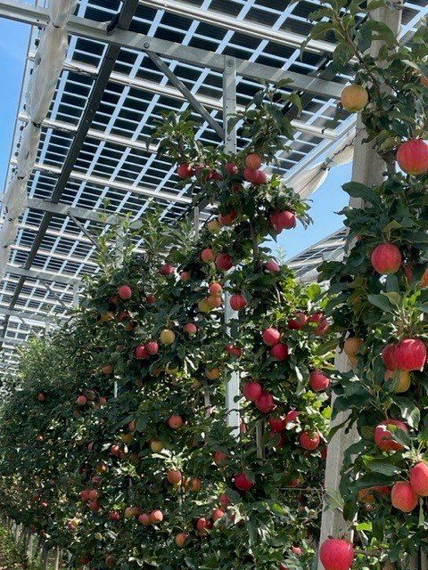 Äpfel, Akzeptanz, Anlagendesign, aufgeständerte Unterkonstruktion, Bewirtschaf-tung, Direktvermarktung, doppelte Landnutzung, Dürreschäden, Eigenstromver-brauch, Energiewende, Ertragsprognose, Flächendruck, Flächeneffizienz, Folienüber-dachung, Frostschäden, Genehmigungsprozesse, Hagelschäden, Hagelschutznetze, intensive Ackerkulturen, Klimawandel, Landschaftsästhetik, Landschaftsattraktivität, Landschaftsschutz, landwirtschaftliche Hauptnutzung, Lichtverfügbarkeit, Marktfähig-keit, Naturschutz, Fotosynthese, Pilotanlagen, privilegierte Vorhaben, ressourceneffi-ziente Landnutzung, Semitransparent, Sonnenbrand, Starkregen, Strombörse, Syner-getische Integration, Tracker, Wassermanagement, Wasserverfügbarkeit, zusätzliche Solarstromproduktion, zusätzliches Einkommen, EEG-Förderung, Ertragssteigerungen, Beeren, Wein, Gemüse, Modulbreite, Bilanzkreis, Ackerkulturen, Gesamtproduktivität, anzulegender Wert, dienende Funktion, Netzbetreiber, Ernteausfälle, zusätzliche Ein-kommensquelle, Reihenabstand, gartenbauliche, Kulturen, Sonderkulturen, lichte Hö-he, überragendes öffentliches, Interesse, Rammung, Erzeugungsprognose, Über-schusseinspeisung, Marktpreis, Neigungswinkel, Wechselrichter, Fernsteuerbarkeit, Bodenversiegelung, fixe Einspeisevergütung, Marktprämie, Flächendruck, PV, Photo-voltaik, Solar, PV-Anlage, Photovoltaik-Anlage, Photovoltaik Anlage, AgriPV, AgriPV, Agrar-PV, Agrar-PV, Agrar-Photovoltaik, Agrar Photovoltaik, Module, Unterkonstrukti-on, Landwirtschaft, Land, grün, Bauern, Obstanbau, Obst, Energie, erneuerbare Ener-gie, PV, Carports, Tracker, geführt, statisch, Deutschland, PV-Firma, PV Firma, Agrar, Pflanzenkultur, Himbeere, Wein, Obst, Apfel