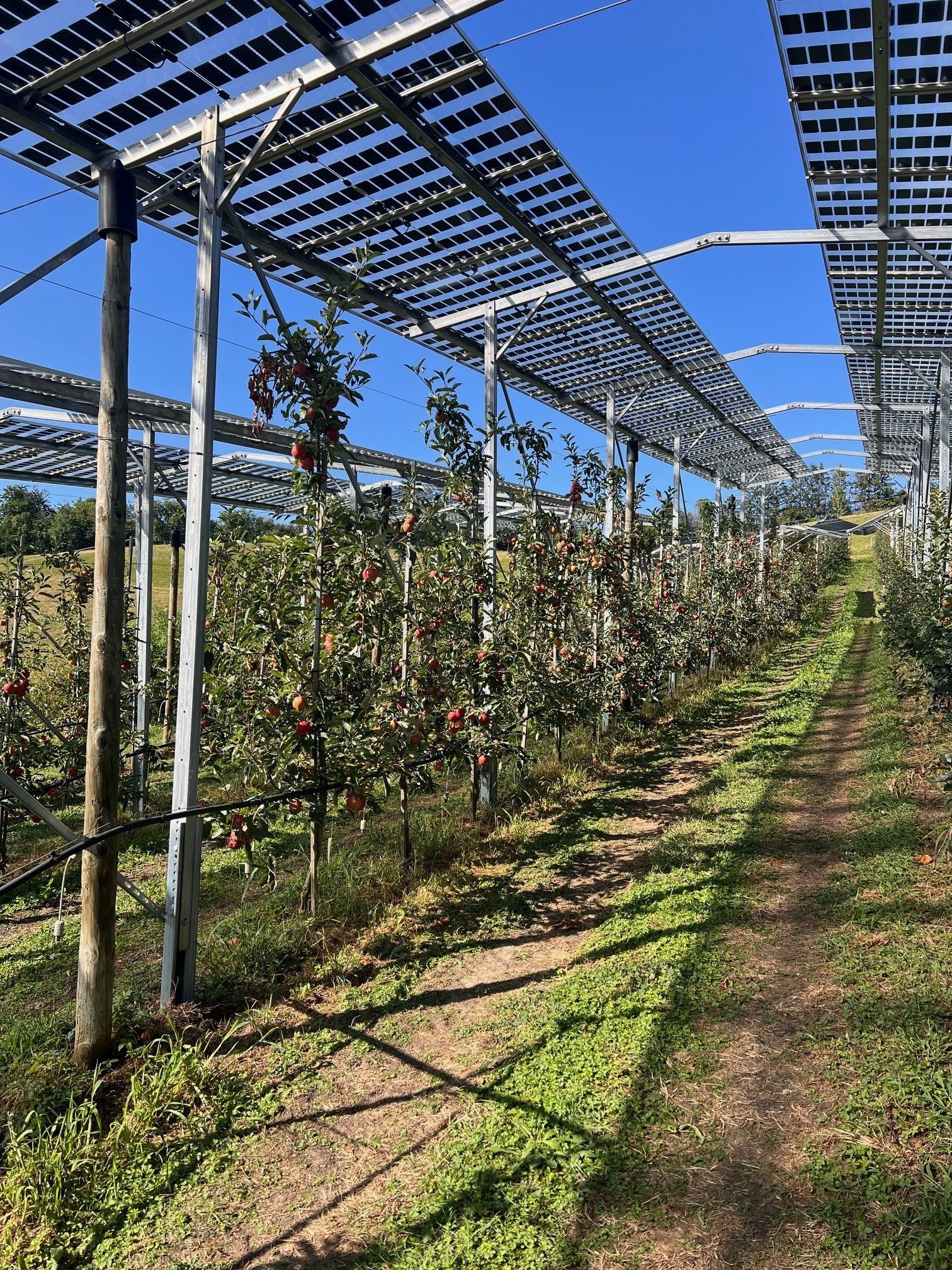 Äpfel, Akzeptanz, Anlagendesign, aufgeständerte Unterkonstruktion, Bewirtschaftung, Di-rektvermarktung, doppelte Landnutzung, Dürreschäden, Eigenstromverbrauch, Energie-wende, Ertragsprognose, Flächendruck, Flächeneffizienz, Folienüberdachung, Frostschä-den, Genehmigungsprozesse, Hagelschäden, Hagelschutznetze, intensive Ackerkulturen, Klimawandel, Landschaftsästhetik, Landschaftsattraktivität, Landschaftsschutz, landwirt-schaftliche Hauptnutzung, Lichtverfügbarkeit, Marktfähigkeit, Naturschutz, Fotosynthese, Pilotanlagen, privilegierte Vorhaben, ressourceneffiziente Landnutzung, Semitransparent, Sonnenbrand, Starkregen, Strombörse, Synergetische Integration, Tracker, Wasserma-nagement, Wasserverfügbarkeit, zusätzliche Solarstromproduktion, zusätzliches Einkom-men, EEG-Förderung, Ertragssteigerungen, Beeren, Wein, Gemüse, Modulbreite, Bilanz-kreis, Ackerkulturen, Gesamtproduktivität, anzulegender Wert, dienende Funktion, Netzbe-treiber, Ernteausfälle, zusätzliche Einkommensquelle, Reihenabstand, gartenbauliche, Kul-turen, Sonderkulturen, lichte Höhe, überragendes öffentliches, Interesse, Rammung, Er-zeugungsprognose, Überschusseinspeisung, Marktpreis, Neigungswinkel, Wechselrichter, Fernsteuerbarkeit, Bodenversiegelung, fixe Einspeisevergütung, Marktprämie, Flächen-druck, PV, Photovoltaik, Solar, PV-Anlage, Photovoltaik-Anlage, Photovoltaik Anlage, Ag-riPV, AgriPV, Agrar-PV, Agrar-PV, Agrar-Photovoltaik, Agrar Photovoltaik, Module, Unter-konstruktion, Landwirtschaft, Land, grün, Bauern, Obstanbau, Obst, Energie, erneuerbare Energie, PV, Carports, Tracker, geführt, statisch, Deutschland, PV-Firma, PV Firma, Agrar, Pflanzenkultur, Himbeere, Wein, Obst, Apfel