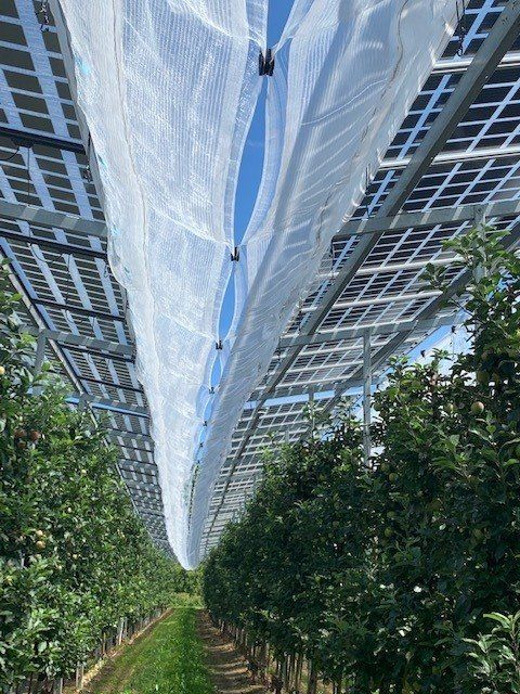 Äpfel, Akzeptanz, Anlagendesign, aufgeständerte Unterkonstruktion, Bewirtschaf-tung, Direktvermarktung, doppelte Landnutzung, Dürreschäden, Eigenstromver-brauch, Energiewende, Ertragsprognose, Flächendruck, Flächeneffizienz, Folienüber-dachung, Frostschäden, Genehmigungsprozesse, Hagelschäden, Hagelschutznetze, intensive Ackerkulturen, Klimawandel, Landschaftsästhetik, Landschaftsattraktivität, Landschaftsschutz, landwirtschaftliche Hauptnutzung, Lichtverfügbarkeit, Marktfähig-keit, Naturschutz, Fotosynthese, Pilotanlagen, privilegierte Vorhaben, ressourceneffi-ziente Landnutzung, Semitransparent, Sonnenbrand, Starkregen, Strombörse, Syner-getische Integration, Tracker, Wassermanagement, Wasserverfügbarkeit, zusätzliche Solarstromproduktion, zusätzliches Einkommen, EEG-Förderung, Ertragssteigerungen, Beeren, Wein, Gemüse, Modulbreite, Bilanzkreis, Ackerkulturen, Gesamtproduktivität, anzulegender Wert, dienende Funktion, Netzbetreiber, Ernteausfälle, zusätzliche Ein-kommensquelle, Reihenabstand, gartenbauliche, Kulturen, Sonderkulturen, lichte Hö-he, überragendes öffentliches, Interesse, Rammung, Erzeugungsprognose, Über-schusseinspeisung, Marktpreis, Neigungswinkel, Wechselrichter, Fernsteuerbarkeit, Bodenversiegelung, fixe Einspeisevergütung, Marktprämie, Flächendruck, PV, Photo-voltaik, Solar, PV-Anlage, Photovoltaik-Anlage, Photovoltaik Anlage, AgriPV, AgriPV, Agrar-PV, Agrar-PV, Agrar-Photovoltaik, Agrar Photovoltaik, Module, Unterkonstrukti-on, Landwirtschaft, Land, grün, Bauern, Obstanbau, Obst, Energie, erneuerbare Ener-gie, PV, Carports, Tracker, geführt, statisch, Deutschland, PV-Firma, PV Firma, Agrar, Pflanzenkultur, Himbeere, Wein, Obst, Apfel