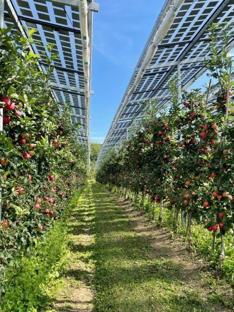 Äpfel, Akzeptanz, Anlagendesign, aufgeständerte Unterkonstruktion, Bewirtschaf-tung, Direktvermarktung, doppelte Landnutzung, Dürreschäden, Eigenstromver-brauch, Energiewende, Ertragsprognose, Flächendruck, Flächeneffizienz, Folienüber-dachung, Frostschäden, Genehmigungsprozesse, Hagelschäden, Hagelschutznetze, intensive Ackerkulturen, Klimawandel, Landschaftsästhetik, Landschaftsattraktivität, Landschaftsschutz, landwirtschaftliche Hauptnutzung, Lichtverfügbarkeit, Marktfähig-keit, Naturschutz, Fotosynthese, Pilotanlagen, privilegierte Vorhaben, ressourceneffi-ziente Landnutzung, Semitransparent, Sonnenbrand, Starkregen, Strombörse, Syner-getische Integration, Tracker, Wassermanagement, Wasserverfügbarkeit, zusätzliche Solarstromproduktion, zusätzliches Einkommen, EEG-Förderung, Ertragssteigerungen, Beeren, Wein, Gemüse, Modulbreite, Bilanzkreis, Ackerkulturen, Gesamtproduktivität, anzulegender Wert, dienende Funktion, Netzbetreiber, Ernteausfälle, zusätzliche Ein-kommensquelle, Reihenabstand, gartenbauliche, Kulturen, Sonderkulturen, lichte Hö-he, überragendes öffentliches, Interesse, Rammung, Erzeugungsprognose, Über-schusseinspeisung, Marktpreis, Neigungswinkel, Wechselrichter, Fernsteuerbarkeit, Bodenversiegelung, fixe Einspeisevergütung, Marktprämie, Flächendruck, PV, Photo-voltaik, Solar, PV-Anlage, Photovoltaik-Anlage, Photovoltaik Anlage, AgriPV, AgriPV, Agrar-PV, Agrar-PV, Agrar-Photovoltaik, Agrar Photovoltaik, Module, Unterkonstrukti-on, Landwirtschaft, Land, grün, Bauern, Obstanbau, Obst, Energie, erneuerbare Ener-gie, PV, Carports, Tracker, geführt, statisch, Deutschland, PV-Firma, PV Firma, Agrar, Pflanzenkultur, Himbeere, Wein, Obst, Apfel