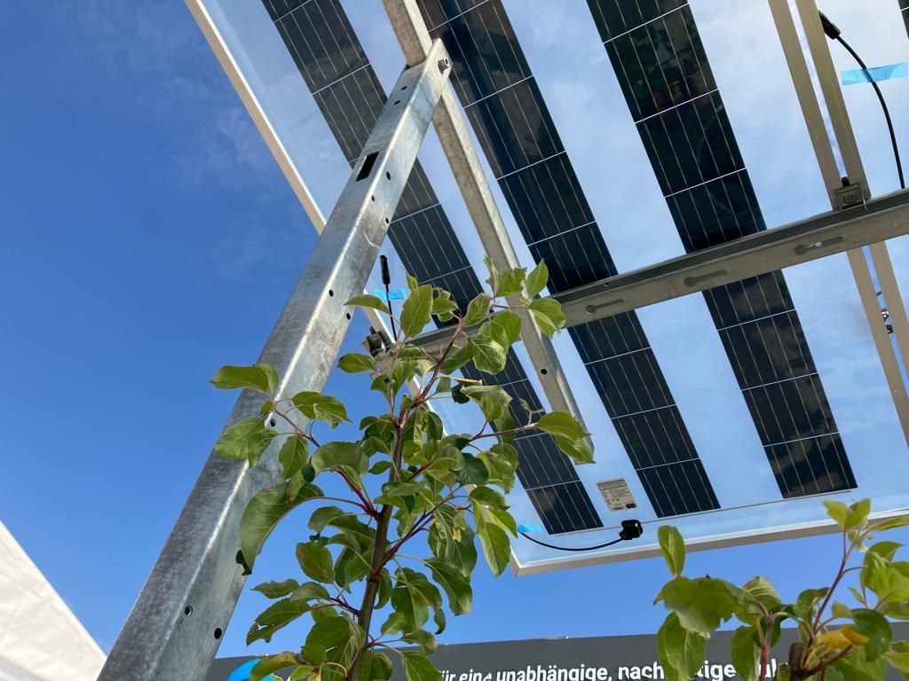 Äpfel, Akzeptanz, Anlagendesign, aufgeständerte Unterkonstruktion, Bewirtschaf-tung, Direktvermarktung, doppelte Landnutzung, Dürreschäden, Eigenstromver-brauch, Energiewende, Ertragsprognose, Flächendruck, Flächeneffizienz, Folienüber-dachung, Frostschäden, Genehmigungsprozesse, Hagelschäden, Hagelschutznetze, intensive Ackerkulturen, Klimawandel, Landschaftsästhetik, Landschaftsattraktivität, Landschaftsschutz, landwirtschaftliche Hauptnutzung, Lichtverfügbarkeit, Marktfähig-keit, Naturschutz, Fotosynthese, Pilotanlagen, privilegierte Vorhaben, ressourceneffi-ziente Landnutzung, Semitransparent, Sonnenbrand, Starkregen, Strombörse, Syner-getische Integration, Tracker, Wassermanagement, Wasserverfügbarkeit, zusätzliche Solarstromproduktion, zusätzliches Einkommen, EEG-Förderung, Ertragssteigerungen, Beeren, Wein, Gemüse, Modulbreite, Bilanzkreis, Ackerkulturen, Gesamtproduktivität, anzulegender Wert, dienende Funktion, Netzbetreiber, Ernteausfälle, zusätzliche Ein-kommensquelle, Reihenabstand, gartenbauliche, Kulturen, Sonderkulturen, lichte Hö-he, überragendes öffentliches, Interesse, Rammung, Erzeugungsprognose, Über-schusseinspeisung, Marktpreis, Neigungswinkel, Wechselrichter, Fernsteuerbarkeit, Bodenversiegelung, fixe Einspeisevergütung, Marktprämie, Flächendruck, PV, Photo-voltaik, Solar, PV-Anlage, Photovoltaik-Anlage, Photovoltaik Anlage, AgriPV, AgriPV, Agrar-PV, Agrar-PV, Agrar-Photovoltaik, Agrar Photovoltaik, Module, Unterkonstrukti-on, Landwirtschaft, Land, grün, Bauern, Obstanbau, Obst, Energie, erneuerbare Ener-gie, PV, Carports, Tracker, geführt, statisch, Deutschland, PV-Firma, PV Firma, Agrar, Pflanzenkultur, Himbeere, Wein, Obst, Apfel