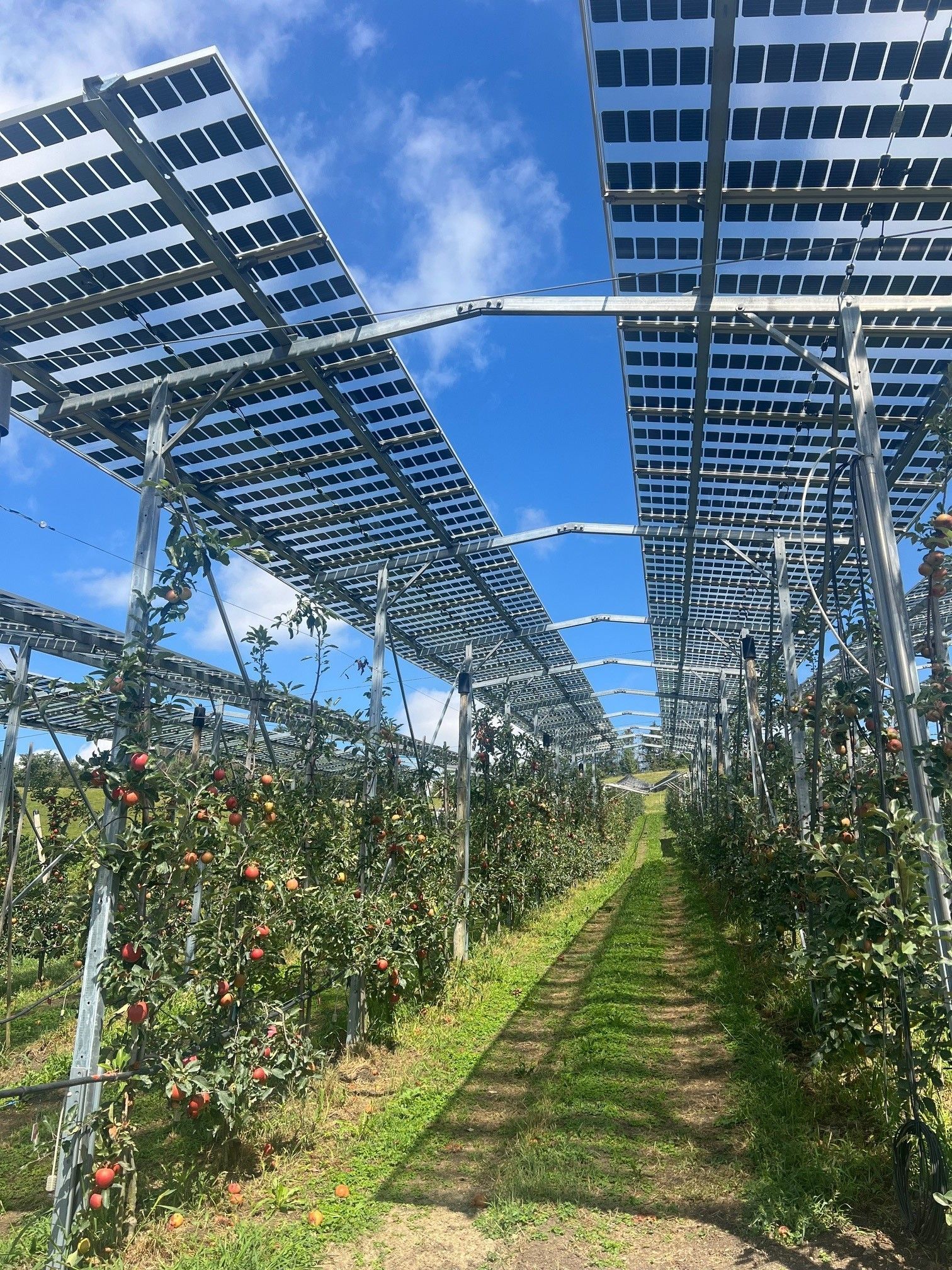 Äpfel, Akzeptanz, Anlagendesign, aufgeständerte Unterkonstruktion, Bewirtschaftung, Di-rektvermarktung, doppelte Landnutzung, Dürreschäden, Eigenstromverbrauch, Energie-wende, Ertragsprognose, Flächendruck, Flächeneffizienz, Folienüberdachung, Frostschä-den, Genehmigungsprozesse, Hagelschäden, Hagelschutznetze, intensive Ackerkulturen, Klimawandel, Landschaftsästhetik, Landschaftsattraktivität, Landschaftsschutz, landwirt-schaftliche Hauptnutzung, Lichtverfügbarkeit, Marktfähigkeit, Naturschutz, Fotosynthese, Pilotanlagen, privilegierte Vorhaben, ressourceneffiziente Landnutzung, Semitransparent, Sonnenbrand, Starkregen, Strombörse, Synergetische Integration, Tracker, Wasserma-nagement, Wasserverfügbarkeit, zusätzliche Solarstromproduktion, zusätzliches Einkom-men, EEG-Förderung, Ertragssteigerungen, Beeren, Wein, Gemüse, Modulbreite, Bilanz-kreis, Ackerkulturen, Gesamtproduktivität, anzulegender Wert, dienende Funktion, Netzbe-treiber, Ernteausfälle, zusätzliche Einkommensquelle, Reihenabstand, gartenbauliche, Kul-turen, Sonderkulturen, lichte Höhe, überragendes öffentliches, Interesse, Rammung, Er-zeugungsprognose, Überschusseinspeisung, Marktpreis, Neigungswinkel, Wechselrichter, Fernsteuerbarkeit, Bodenversiegelung, fixe Einspeisevergütung, Marktprämie, Flächen-druck, PV, Photovoltaik, Solar, PV-Anlage, Photovoltaik-Anlage, Photovoltaik Anlage, Ag-riPV, AgriPV, Agrar-PV, Agrar-PV, Agrar-Photovoltaik, Agrar Photovoltaik, Module, Unter-konstruktion, Landwirtschaft, Land, grün, Bauern, Obstanbau, Obst, Energie, erneuerbare Energie, PV, Carports, Tracker, geführt, statisch, Deutschland, PV-Firma, PV Firma, Agrar, Pflanzenkultur, Himbeere, Wein, Obst, Apfel