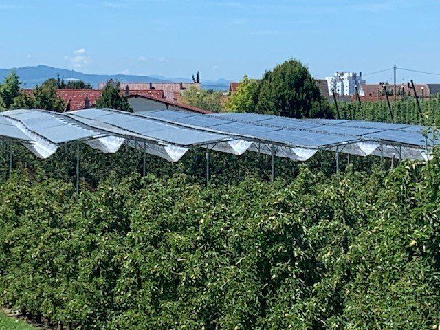 Äpfel, Akzeptanz, Anlagendesign, aufgeständerte Unterkonstruktion, Bewirtschaf-tung, Direktvermarktung, doppelte Landnutzung, Dürreschäden, Eigenstromver-brauch, Energiewende, Ertragsprognose, Flächendruck, Flächeneffizienz, Folienüber-dachung, Frostschäden, Genehmigungsprozesse, Hagelschäden, Hagelschutznetze, intensive Ackerkulturen, Klimawandel, Landschaftsästhetik, Landschaftsattraktivität, Landschaftsschutz, landwirtschaftliche Hauptnutzung, Lichtverfügbarkeit, Marktfähig-keit, Naturschutz, Fotosynthese, Pilotanlagen, privilegierte Vorhaben, ressourceneffi-ziente Landnutzung, Semitransparent, Sonnenbrand, Starkregen, Strombörse, Syner-getische Integration, Tracker, Wassermanagement, Wasserverfügbarkeit, zusätzliche Solarstromproduktion, zusätzliches Einkommen, EEG-Förderung, Ertragssteigerungen, Beeren, Wein, Gemüse, Modulbreite, Bilanzkreis, Ackerkulturen, Gesamtproduktivität, anzulegender Wert, dienende Funktion, Netzbetreiber, Ernteausfälle, zusätzliche Ein-kommensquelle, Reihenabstand, gartenbauliche, Kulturen, Sonderkulturen, lichte Hö-he, überragendes öffentliches, Interesse, Rammung, Erzeugungsprognose, Über-schusseinspeisung, Marktpreis, Neigungswinkel, Wechselrichter, Fernsteuerbarkeit, Bodenversiegelung, fixe Einspeisevergütung, Marktprämie, Flächendruck, PV, Photo-voltaik, Solar, PV-Anlage, Photovoltaik-Anlage, Photovoltaik Anlage, AgriPV, AgriPV, Agrar-PV, Agrar-PV, Agrar-Photovoltaik, Agrar Photovoltaik, Module, Unterkonstrukti-on, Landwirtschaft, Land, grün, Bauern, Obstanbau, Obst, Energie, erneuerbare Ener-gie, PV, Carports, Tracker, geführt, statisch, Deutschland, PV-Firma, PV Firma, Agrar, Pflanzenkultur, Himbeere, Wein, Obst, Apfel