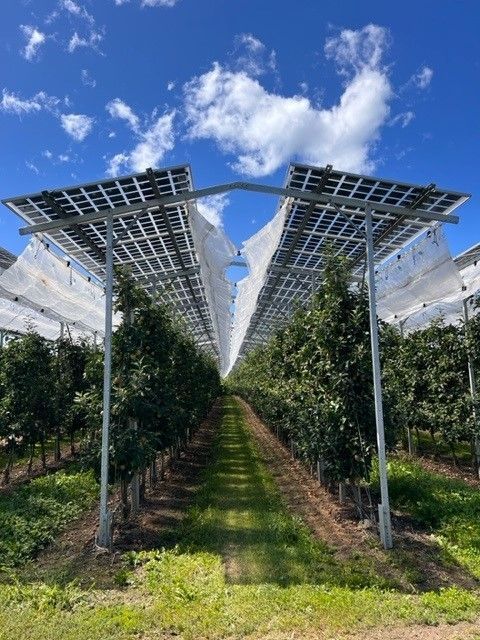 Äpfel, Akzeptanz, Anlagendesign, aufgeständerte Unterkonstruktion, Bewirtschaftung, Di-rektvermarktung, doppelte Landnutzung, Dürreschäden, Eigenstromverbrauch, Energie-wende, Ertragsprognose, Flächendruck, Flächeneffizienz, Folienüberdachung, Frostschä-den, Genehmigungsprozesse, Hagelschäden, Hagelschutznetze, intensive Ackerkulturen, Klimawandel, Landschaftsästhetik, Landschaftsattraktivität, Landschaftsschutz, landwirt-schaftliche Hauptnutzung, Lichtverfügbarkeit, Marktfähigkeit, Naturschutz, Fotosynthese, Pilotanlagen, privilegierte Vorhaben, ressourceneffiziente Landnutzung, Semitransparent, Sonnenbrand, Starkregen, Strombörse, Synergetische Integration, Tracker, Wasserma-nagement, Wasserverfügbarkeit, zusätzliche Solarstromproduktion, zusätzliches Einkom-men, EEG-Förderung, Ertragssteigerungen, Beeren, Wein, Gemüse, Modulbreite, Bilanz-kreis, Ackerkulturen, Gesamtproduktivität, anzulegender Wert, dienende Funktion, Netzbe-treiber, Ernteausfälle, zusätzliche Einkommensquelle, Reihenabstand, gartenbauliche, Kul-turen, Sonderkulturen, lichte Höhe, überragendes öffentliches, Interesse, Rammung, Er-zeugungsprognose, Überschusseinspeisung, Marktpreis, Neigungswinkel, Wechselrichter, Fernsteuerbarkeit, Bodenversiegelung, fixe Einspeisevergütung, Marktprämie, Flächen-druck, PV, Photovoltaik, Solar, PV-Anlage, Photovoltaik-Anlage, Photovoltaik Anlage, Ag-riPV, AgriPV, Agrar-PV, Agrar-PV, Agrar-Photovoltaik, Agrar Photovoltaik, Module, Unter-konstruktion, Landwirtschaft, Land, grün, Bauern, Obstanbau, Obst, Energie, erneuerbare Energie, PV, Carports, Tracker, geführt, statisch, Deutschland, PV-Firma, PV Firma, Agrar, Pflanzenkultur, Himbeere, Wein, Obst, Apfel