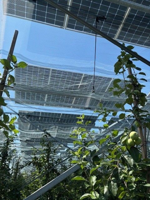 Äpfel, Akzeptanz, Anlagendesign, aufgeständerte Unterkonstruktion, Bewirtschaf-tung, Direktvermarktung, doppelte Landnutzung, Dürreschäden, Eigenstromver-brauch, Energiewende, Ertragsprognose, Flächendruck, Flächeneffizienz, Folienüber-dachung, Frostschäden, Genehmigungsprozesse, Hagelschäden, Hagelschutznetze, intensive Ackerkulturen, Klimawandel, Landschaftsästhetik, Landschaftsattraktivität, Landschaftsschutz, landwirtschaftliche Hauptnutzung, Lichtverfügbarkeit, Marktfähig-keit, Naturschutz, Fotosynthese, Pilotanlagen, privilegierte Vorhaben, ressourceneffi-ziente Landnutzung, Semitransparent, Sonnenbrand, Starkregen, Strombörse, Syner-getische Integration, Tracker, Wassermanagement, Wasserverfügbarkeit, zusätzliche Solarstromproduktion, zusätzliches Einkommen, EEG-Förderung, Ertragssteigerungen, Beeren, Wein, Gemüse, Modulbreite, Bilanzkreis, Ackerkulturen, Gesamtproduktivität, anzulegender Wert, dienende Funktion, Netzbetreiber, Ernteausfälle, zusätzliche Ein-kommensquelle, Reihenabstand, gartenbauliche, Kulturen, Sonderkulturen, lichte Hö-he, überragendes öffentliches, Interesse, Rammung, Erzeugungsprognose, Über-schusseinspeisung, Marktpreis, Neigungswinkel, Wechselrichter, Fernsteuerbarkeit, Bodenversiegelung, fixe Einspeisevergütung, Marktprämie, Flächendruck, PV, Photo-voltaik, Solar, PV-Anlage, Photovoltaik-Anlage, Photovoltaik Anlage, AgriPV, AgriPV, Agrar-PV, Agrar-PV, Agrar-Photovoltaik, Agrar Photovoltaik, Module, Unterkonstrukti-on, Landwirtschaft, Land, grün, Bauern, Obstanbau, Obst, Energie, erneuerbare Ener-gie, PV, Carports, Tracker, geführt, statisch, Deutschland, PV-Firma, PV Firma, Agrar, Pflanzenkultur, Himbeere, Wein, Obst, Apfel