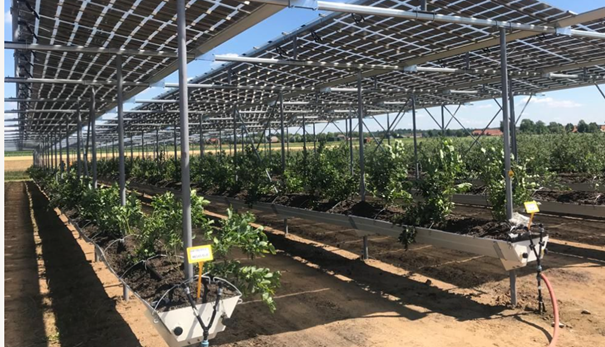 Äpfel, Akzeptanz, Anlagendesign, aufgeständerte Unterkonstruktion, Bewirtschaf-tung, Direktvermarktung, doppelte Landnutzung, Dürreschäden, Eigenstromver-brauch, Energiewende, Ertragsprognose, Flächendruck, Flächeneffizienz, Folienüber-dachung, Frostschäden, Genehmigungsprozesse, Hagelschäden, Hagelschutznetze, intensive Ackerkulturen, Klimawandel, Landschaftsästhetik, Landschaftsattraktivität, Landschaftsschutz, landwirtschaftliche Hauptnutzung, Lichtverfügbarkeit, Marktfähig-keit, Naturschutz, Fotosynthese, Pilotanlagen, privilegierte Vorhaben, ressourceneffi-ziente Landnutzung, Semitransparent, Sonnenbrand, Starkregen, Strombörse, Syner-getische Integration, Tracker, Wassermanagement, Wasserverfügbarkeit, zusätzliche Solarstromproduktion, zusätzliches Einkommen, EEG-Förderung, Ertragssteigerungen, Beeren, Wein, Gemüse, Modulbreite, Bilanzkreis, Ackerkulturen, Gesamtproduktivität, anzulegender Wert, dienende Funktion, Netzbetreiber, Ernteausfälle, zusätzliche Ein-kommensquelle, Reihenabstand, gartenbauliche, Kulturen, Sonderkulturen, lichte Hö-he, überragendes öffentliches, Interesse, Rammung, Erzeugungsprognose, Über-schusseinspeisung, Marktpreis, Neigungswinkel, Wechselrichter, Fernsteuerbarkeit, Bodenversiegelung, fixe Einspeisevergütung, Marktprämie, Flächendruck, PV, Photo-voltaik, Solar, PV-Anlage, Photovoltaik-Anlage, Photovoltaik Anlage, AgriPV, AgriPV, Agrar-PV, Agrar-PV, Agrar-Photovoltaik, Agrar Photovoltaik, Module, Unterkonstrukti-on, Landwirtschaft, Land, grün, Bauern, Obstanbau, Obst, Energie, erneuerbare Ener-gie, PV, Carports, Tracker, geführt, statisch, Deutschland, PV-Firma, PV Firma, Agrar, Pflanzenkultur, Himbeere, Wein, Obst, Apfel