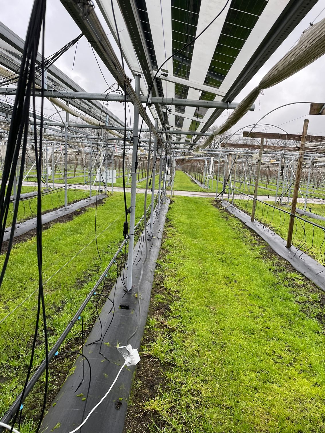 Äpfel, Akzeptanz, Anlagendesign, aufgeständerte Unterkonstruktion, Bewirtschaf-tung, Direktvermarktung, doppelte Landnutzung, Dürreschäden, Eigenstromver-brauch, Energiewende, Ertragsprognose, Flächendruck, Flächeneffizienz, Folienüber-dachung, Frostschäden, Genehmigungsprozesse, Hagelschäden, Hagelschutznetze, intensive Ackerkulturen, Klimawandel, Landschaftsästhetik, Landschaftsattraktivität, Landschaftsschutz, landwirtschaftliche Hauptnutzung, Lichtverfügbarkeit, Marktfähig-keit, Naturschutz, Fotosynthese, Pilotanlagen, privilegierte Vorhaben, ressourceneffi-ziente Landnutzung, Semitransparent, Sonnenbrand, Starkregen, Strombörse, Syner-getische Integration, Tracker, Wassermanagement, Wasserverfügbarkeit, zusätzliche Solarstromproduktion, zusätzliches Einkommen, EEG-Förderung, Ertragssteigerungen, Beeren, Wein, Gemüse, Modulbreite, Bilanzkreis, Ackerkulturen, Gesamtproduktivität, anzulegender Wert, dienende Funktion, Netzbetreiber, Ernteausfälle, zusätzliche Ein-kommensquelle, Reihenabstand, gartenbauliche, Kulturen, Sonderkulturen, lichte Hö-he, überragendes öffentliches, Interesse, Rammung, Erzeugungsprognose, Über-schusseinspeisung, Marktpreis, Neigungswinkel, Wechselrichter, Fernsteuerbarkeit, Bodenversiegelung, fixe Einspeisevergütung, Marktprämie, Flächendruck, PV, Photo-voltaik, Solar, PV-Anlage, Photovoltaik-Anlage, Photovoltaik Anlage, AgriPV, AgriPV, Agrar-PV, Agrar-PV, Agrar-Photovoltaik, Agrar Photovoltaik, Module, Unterkonstrukti-on, Landwirtschaft, Land, grün, Bauern, Obstanbau, Obst, Energie, erneuerbare Ener-gie, PV, Carports, Tracker, geführt, statisch, Deutschland, PV-Firma, PV Firma, Agrar, Pflanzenkultur, Himbeere, Wein, Obst, Apfel