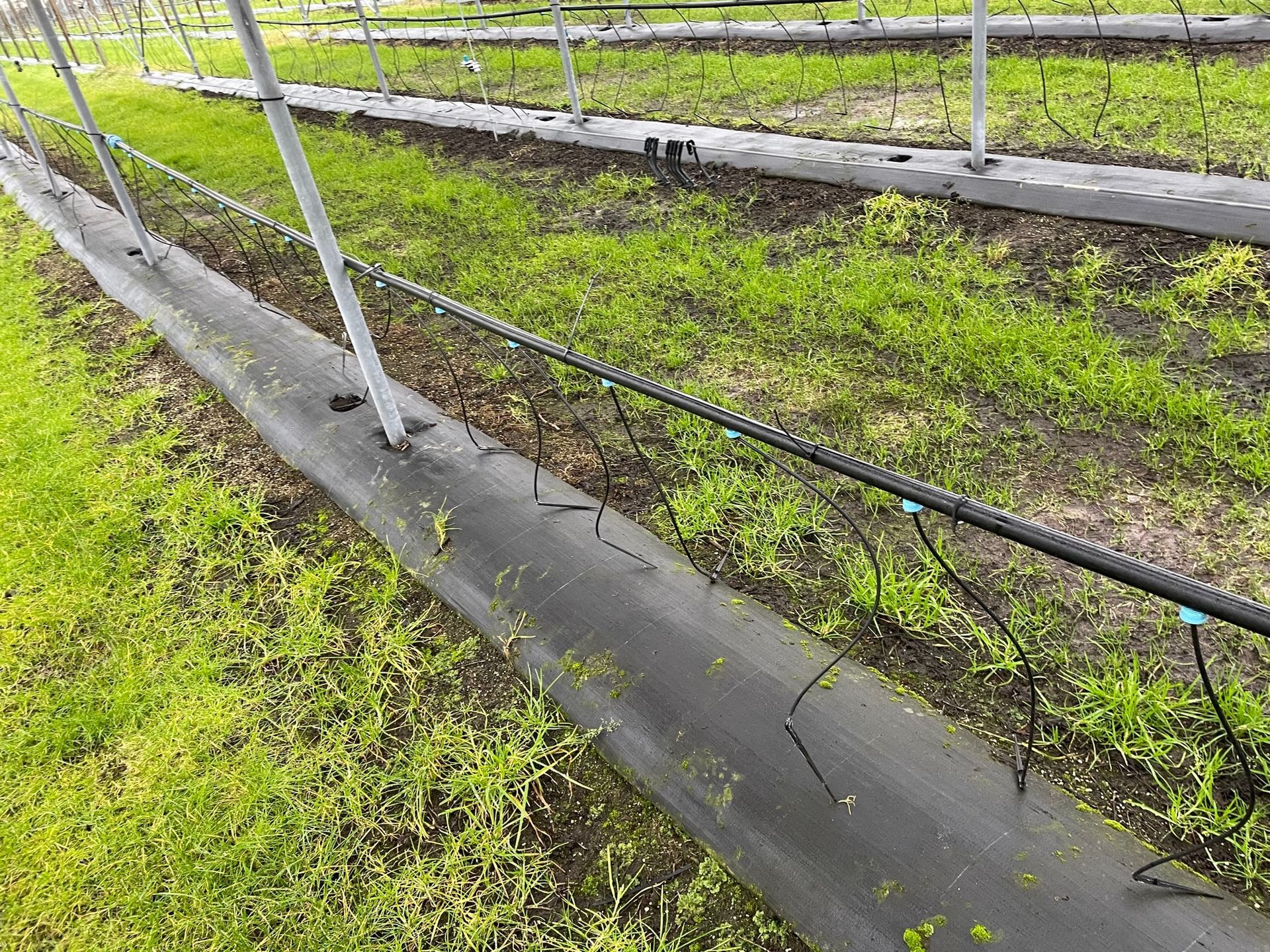 Äpfel, Akzeptanz, Anlagendesign, aufgeständerte Unterkonstruktion, Bewirtschaf-tung, Direktvermarktung, doppelte Landnutzung, Dürreschäden, Eigenstromver-brauch, Energiewende, Ertragsprognose, Flächendruck, Flächeneffizienz, Folienüber-dachung, Frostschäden, Genehmigungsprozesse, Hagelschäden, Hagelschutznetze, intensive Ackerkulturen, Klimawandel, Landschaftsästhetik, Landschaftsattraktivität, Landschaftsschutz, landwirtschaftliche Hauptnutzung, Lichtverfügbarkeit, Marktfähig-keit, Naturschutz, Fotosynthese, Pilotanlagen, privilegierte Vorhaben, ressourceneffi-ziente Landnutzung, Semitransparent, Sonnenbrand, Starkregen, Strombörse, Syner-getische Integration, Tracker, Wassermanagement, Wasserverfügbarkeit, zusätzliche Solarstromproduktion, zusätzliches Einkommen, EEG-Förderung, Ertragssteigerungen, Beeren, Wein, Gemüse, Modulbreite, Bilanzkreis, Ackerkulturen, Gesamtproduktivität, anzulegender Wert, dienende Funktion, Netzbetreiber, Ernteausfälle, zusätzliche Ein-kommensquelle, Reihenabstand, gartenbauliche, Kulturen, Sonderkulturen, lichte Hö-he, überragendes öffentliches, Interesse, Rammung, Erzeugungsprognose, Über-schusseinspeisung, Marktpreis, Neigungswinkel, Wechselrichter, Fernsteuerbarkeit, Bodenversiegelung, fixe Einspeisevergütung, Marktprämie, Flächendruck, PV, Photo-voltaik, Solar, PV-Anlage, Photovoltaik-Anlage, Photovoltaik Anlage, AgriPV, AgriPV, Agrar-PV, Agrar-PV, Agrar-Photovoltaik, Agrar Photovoltaik, Module, Unterkonstrukti-on, Landwirtschaft, Land, grün, Bauern, Obstanbau, Obst, Energie, erneuerbare Ener-gie, PV, Carports, Tracker, geführt, statisch, Deutschland, PV-Firma, PV Firma, Agrar, Pflanzenkultur, Himbeere, Wein, Obst, Apfel