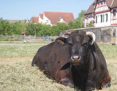 TierGarten - Oppenheim