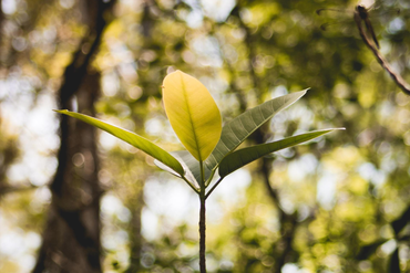 Développement de votre petite entreprise petite entreprise, développement, croissance