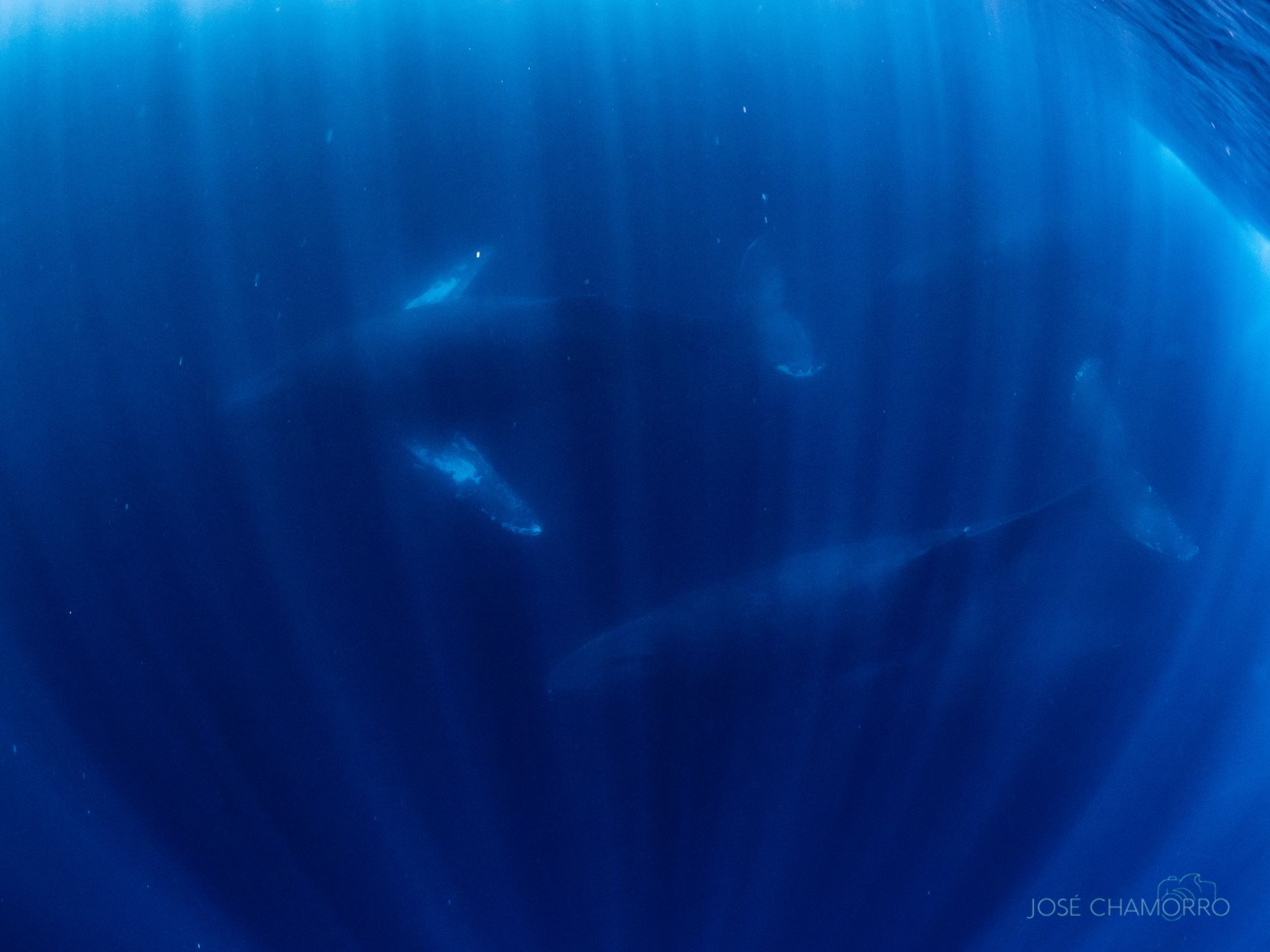 Ballenas en Baja California Sur. Viaja con Travel&Diving