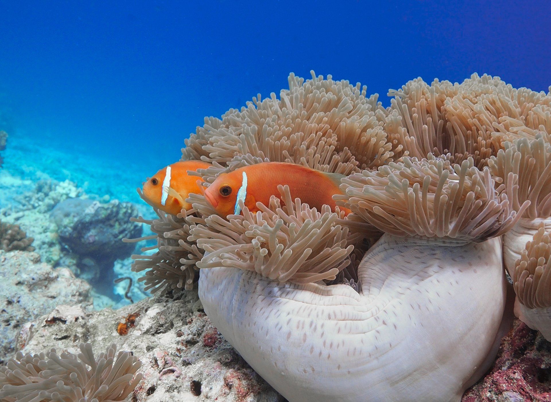 Viaje de Buceo con Travel&Diving al Mar Rojo