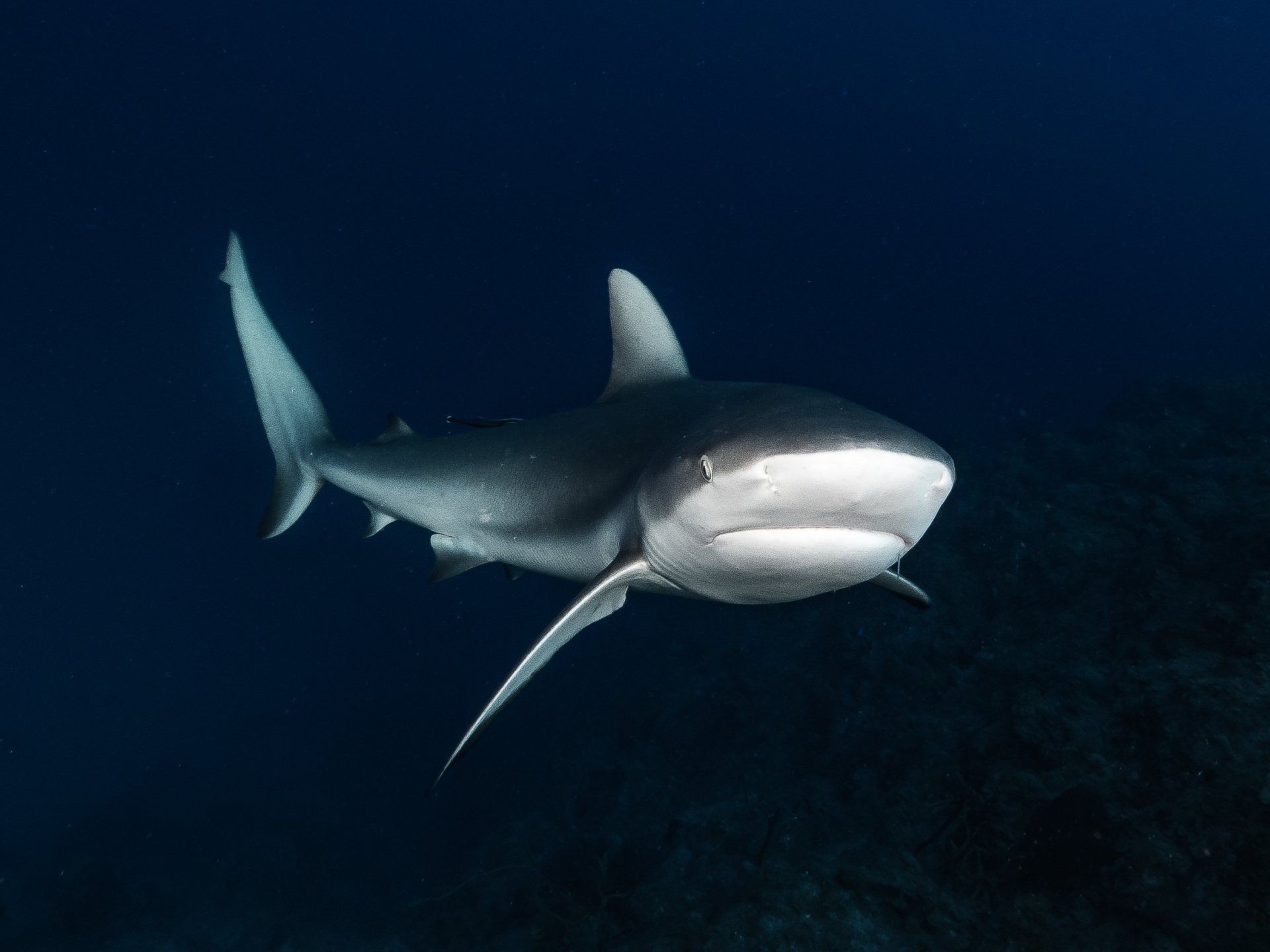 Viaje_providencia_travel_and_diving