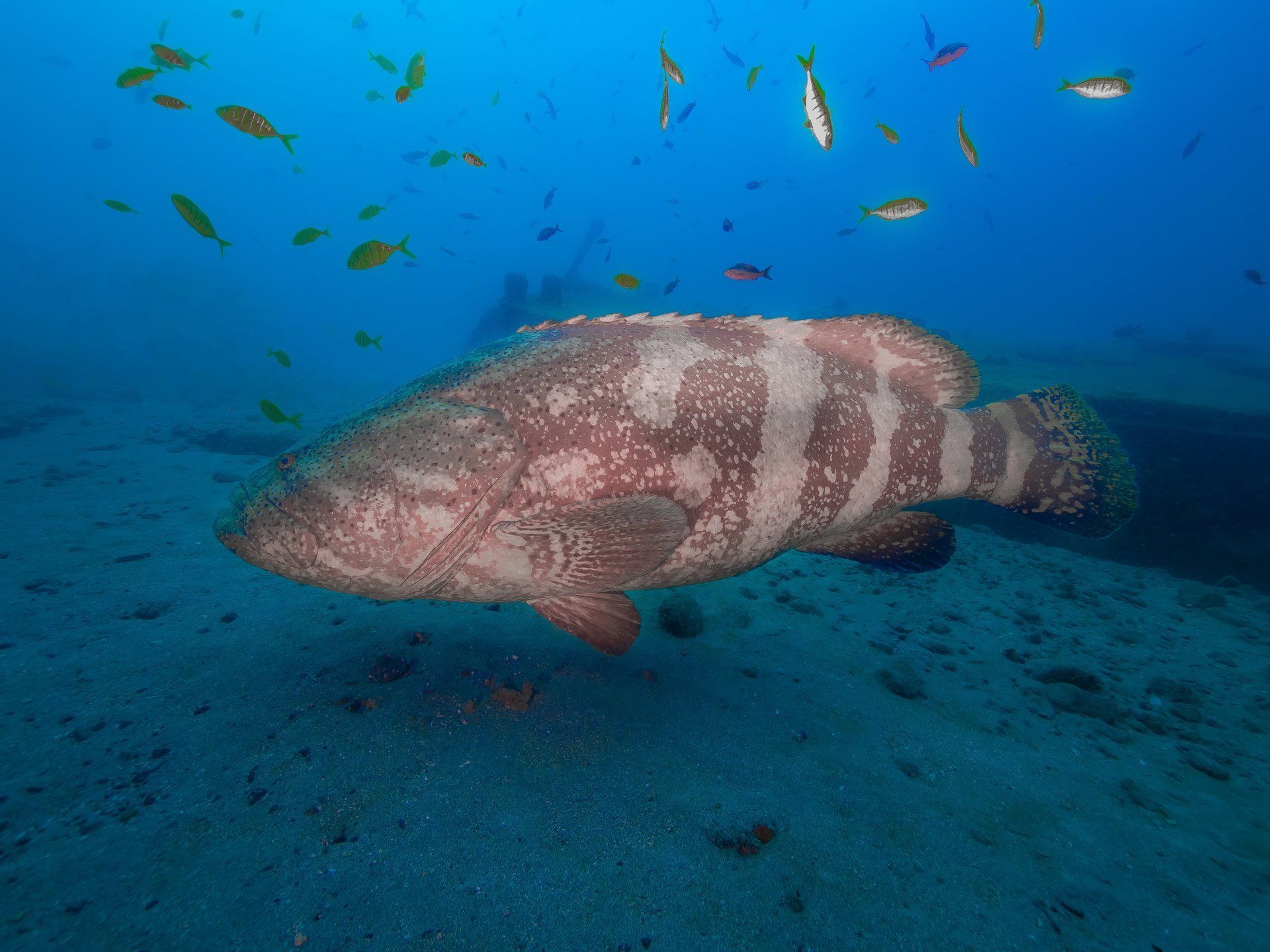 Mero en la Isla de Gorgona - Travel&Diving