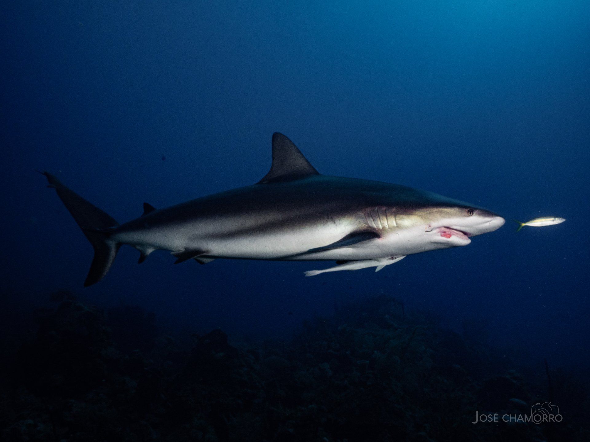 Tiburon en Providencia - Travel&Diving