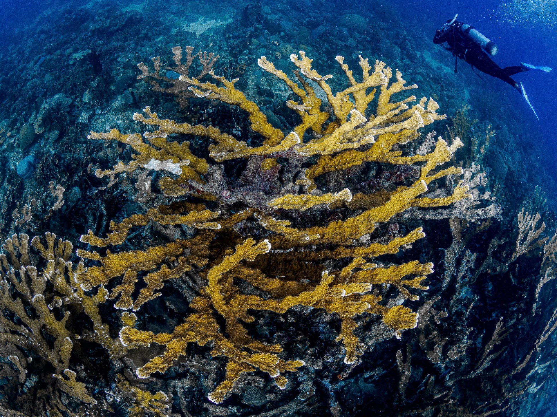 Viaje_tintipan_travel_and_diving