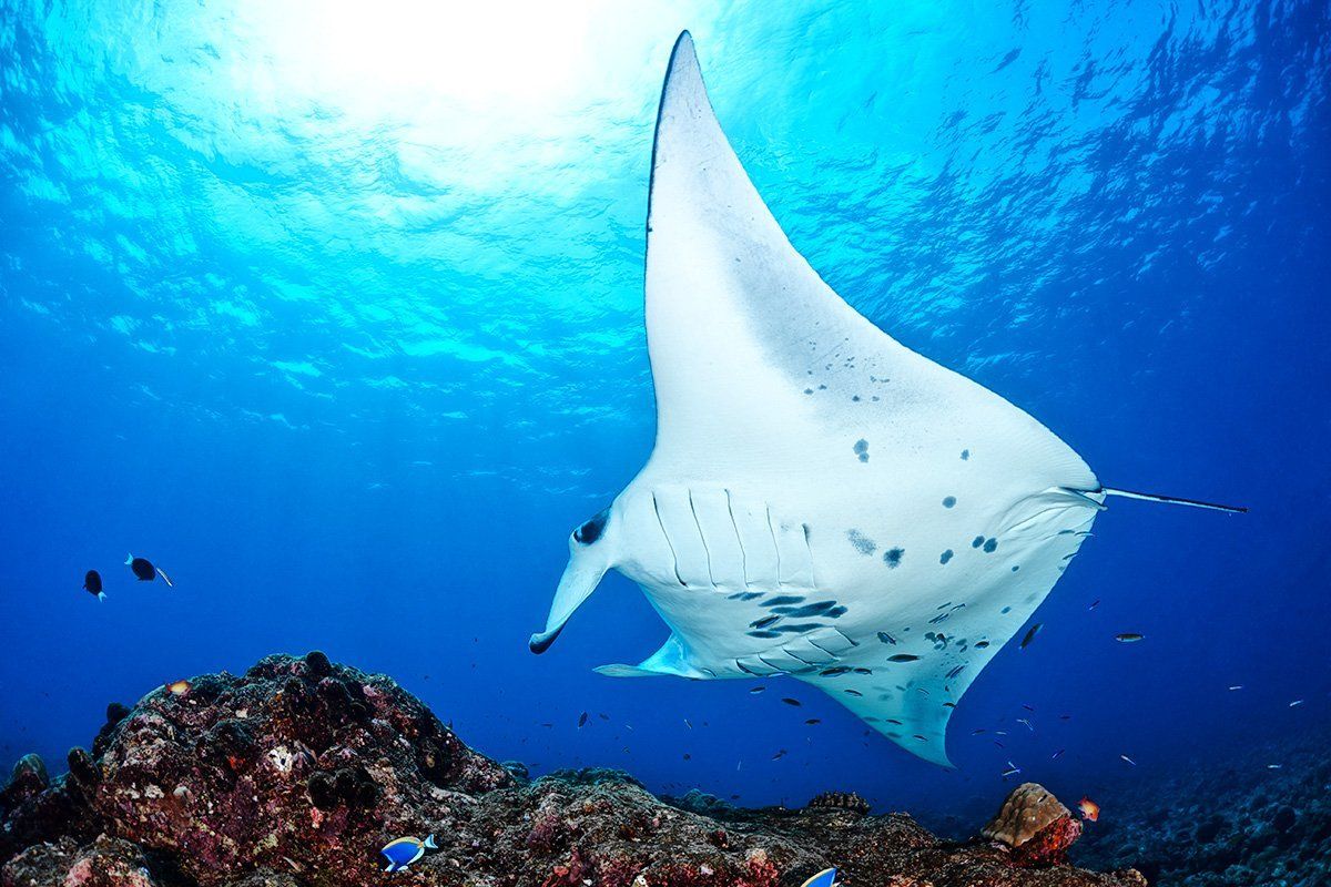 Manta en una estación de limpieza. Maldivas. Travel&Diving