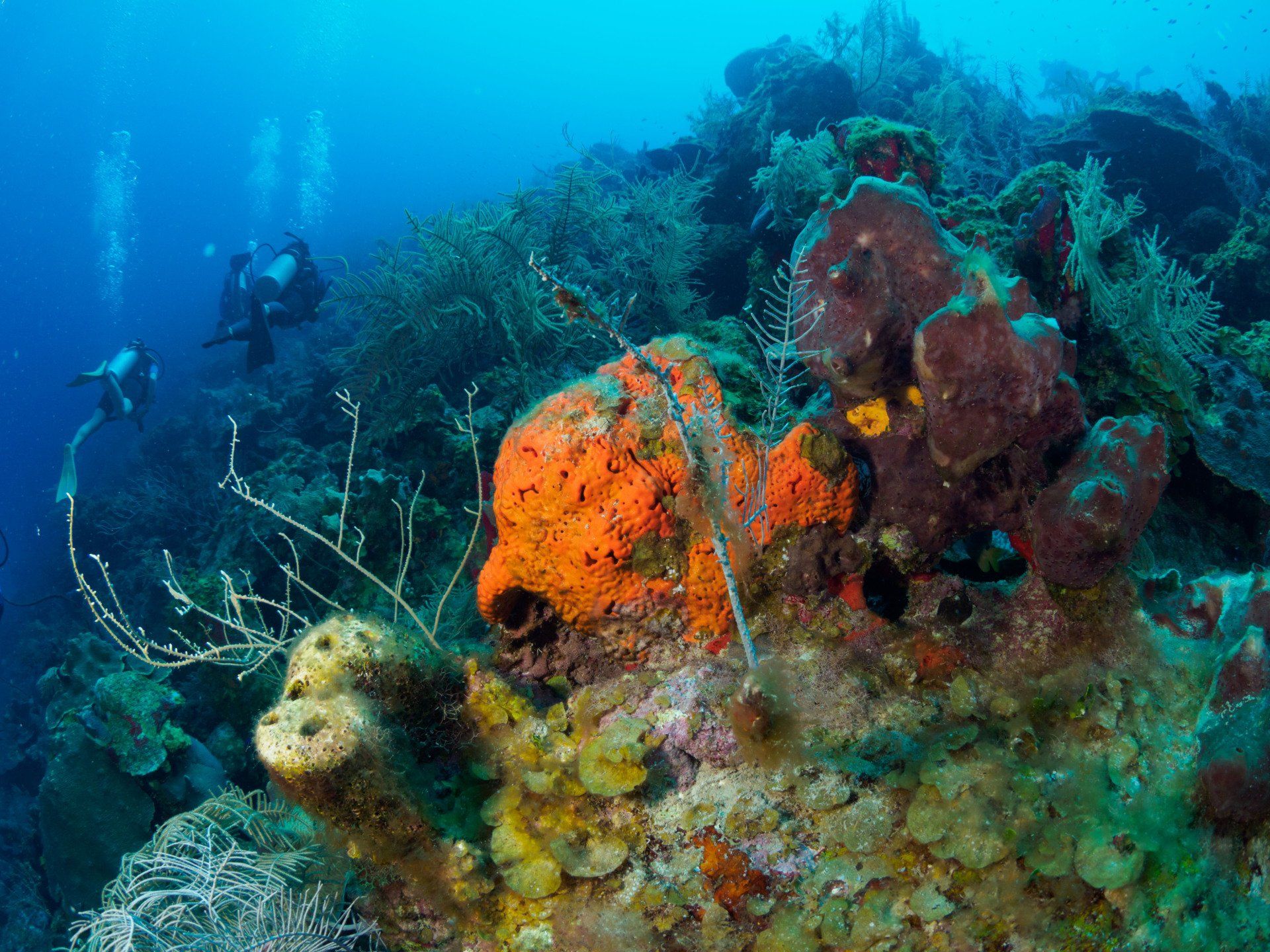 Buceo en San Andrés. Travel&Diving