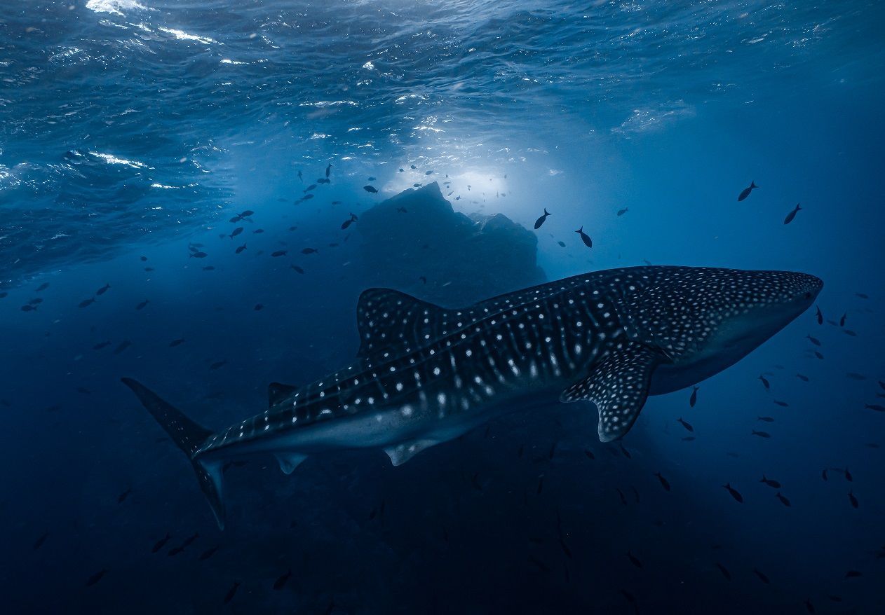 Expedición de buceo a la isla de Gorgona. Travel&Diving