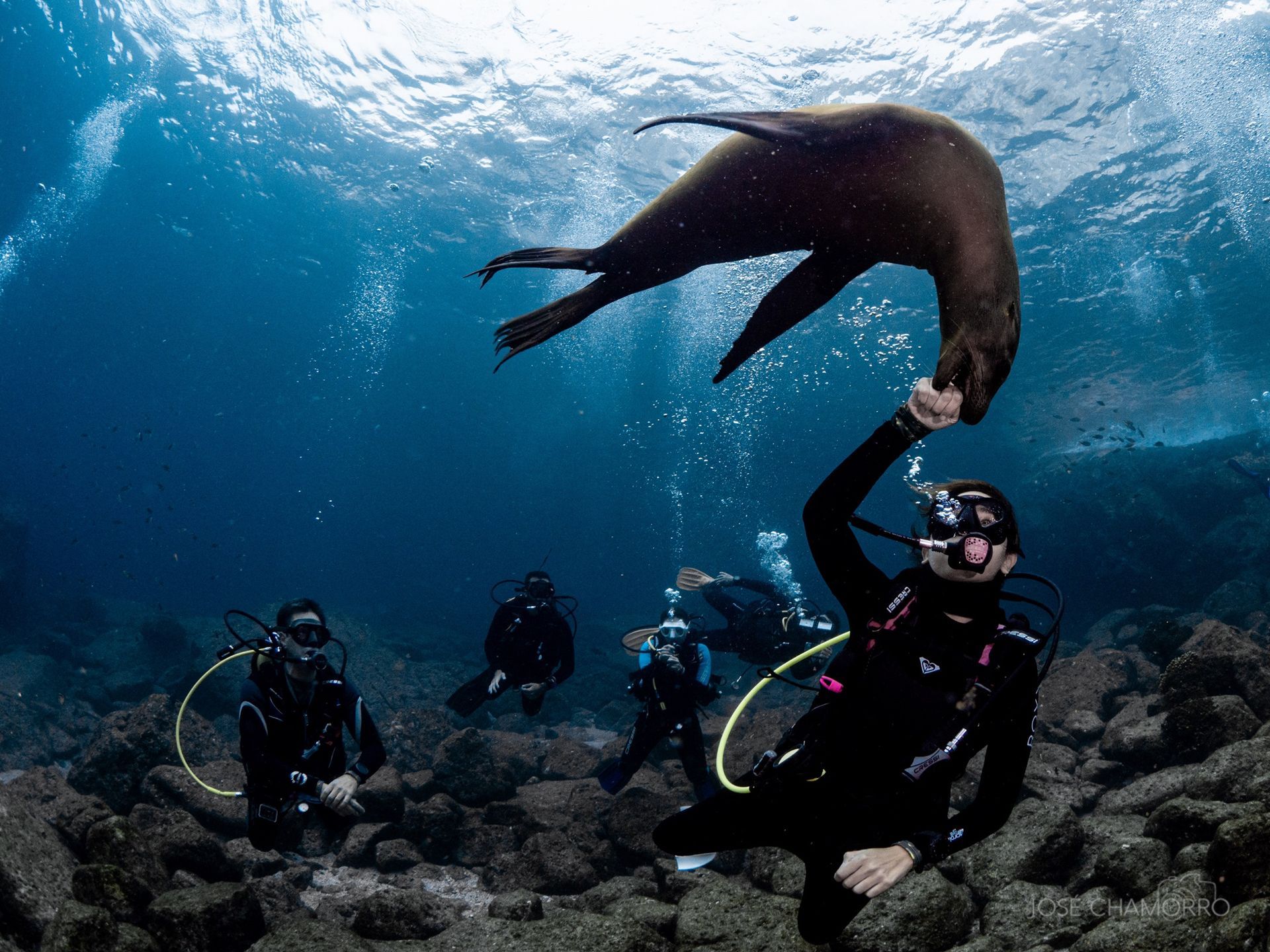 Leones marinos en Baja California. Viaja con Travel&Diving