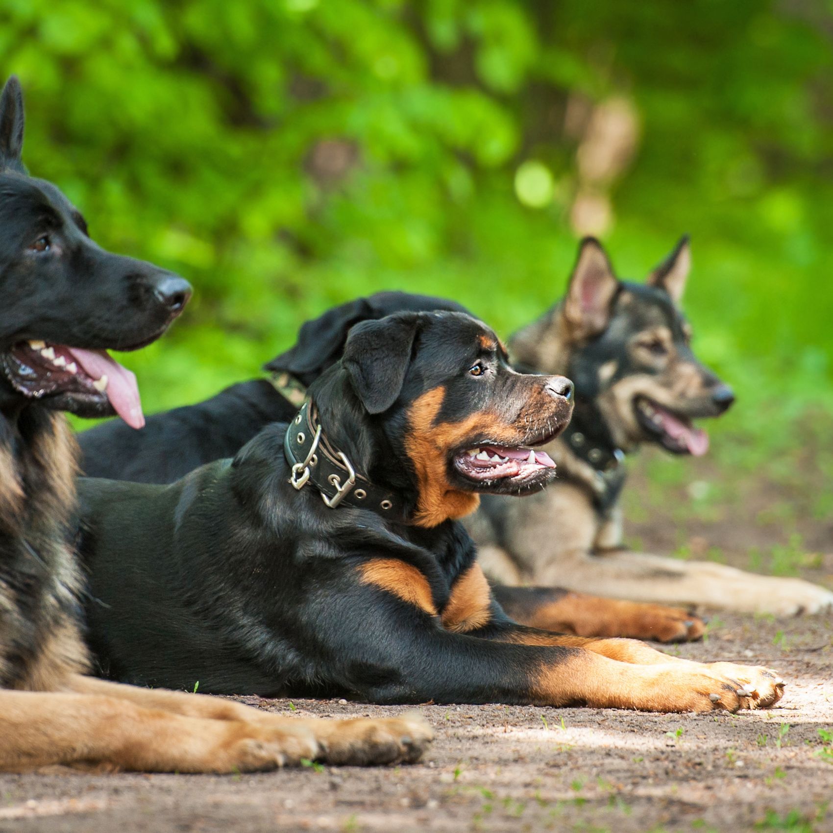 Your Pet's Friends offers dog training service