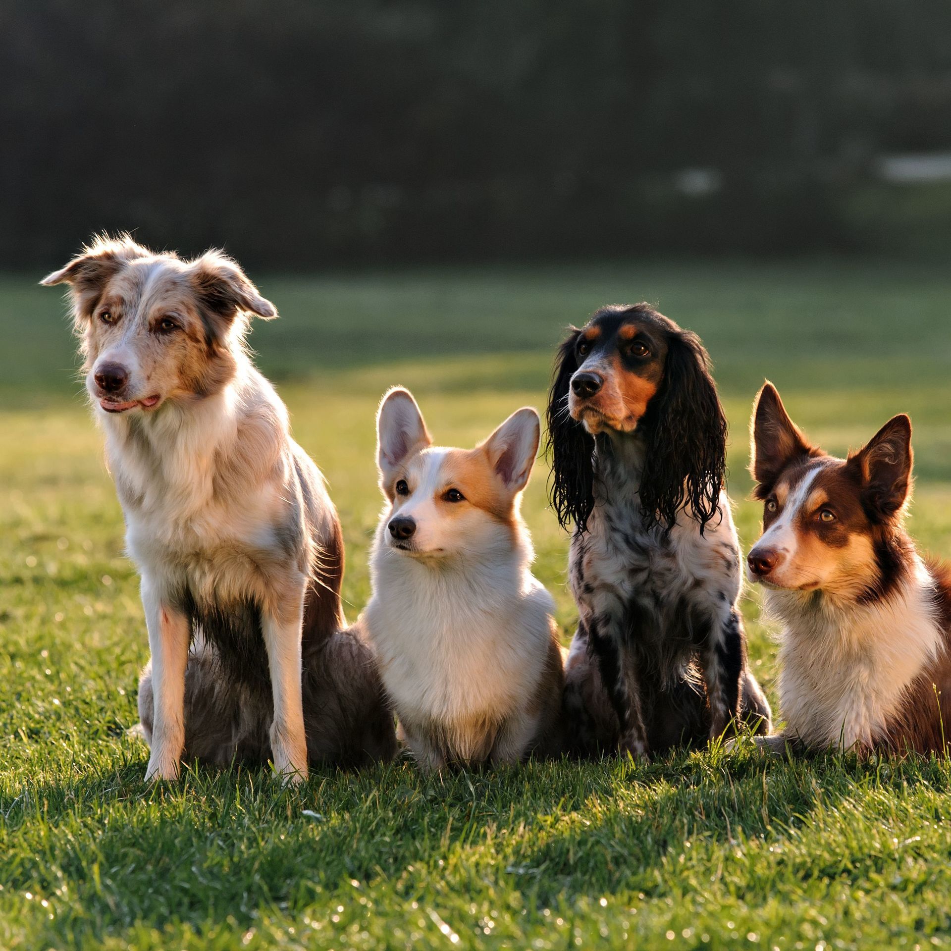Your Pet's Friends offers dog scent games