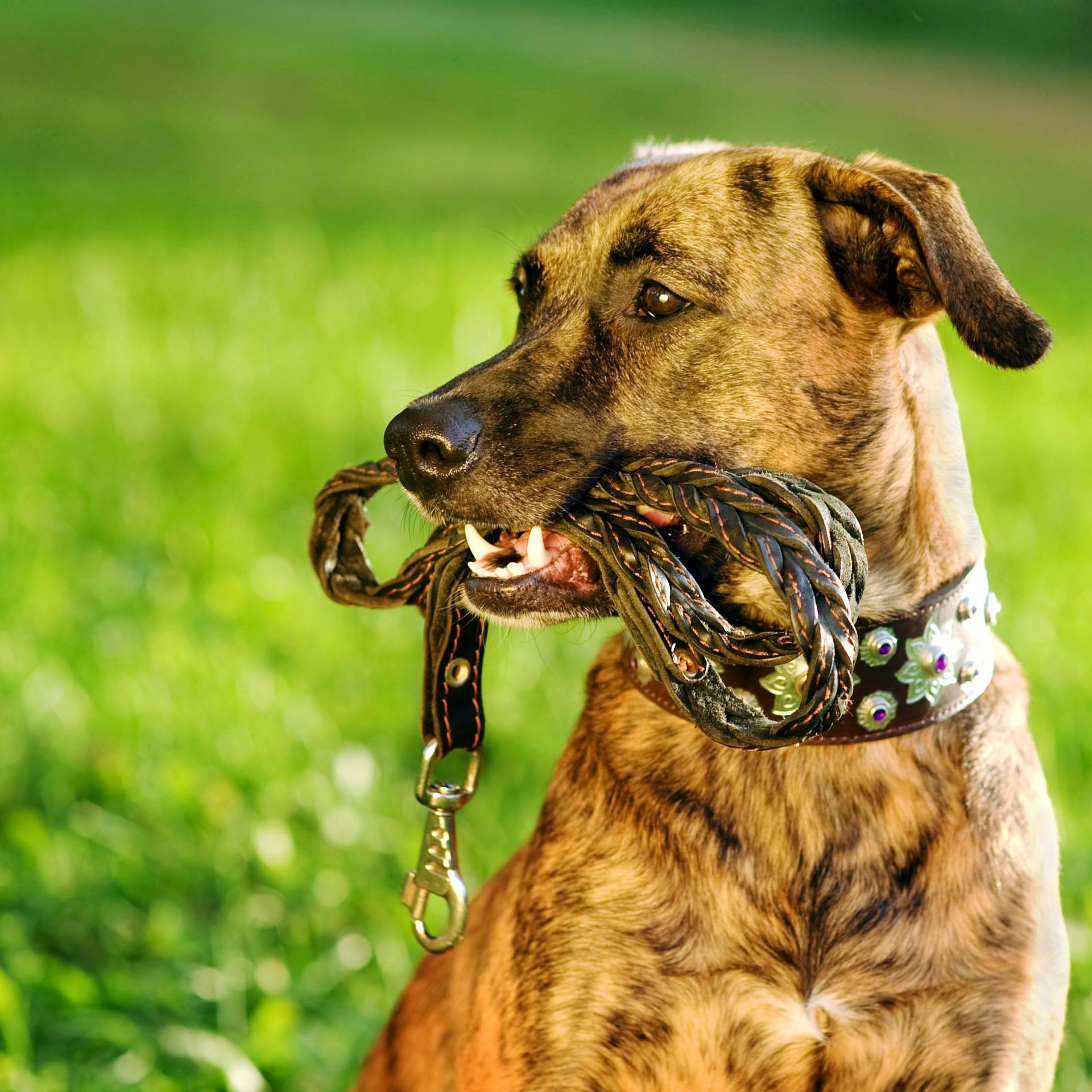Your Pet's Friends offers dog walking service in Eastbourne and nearby areas