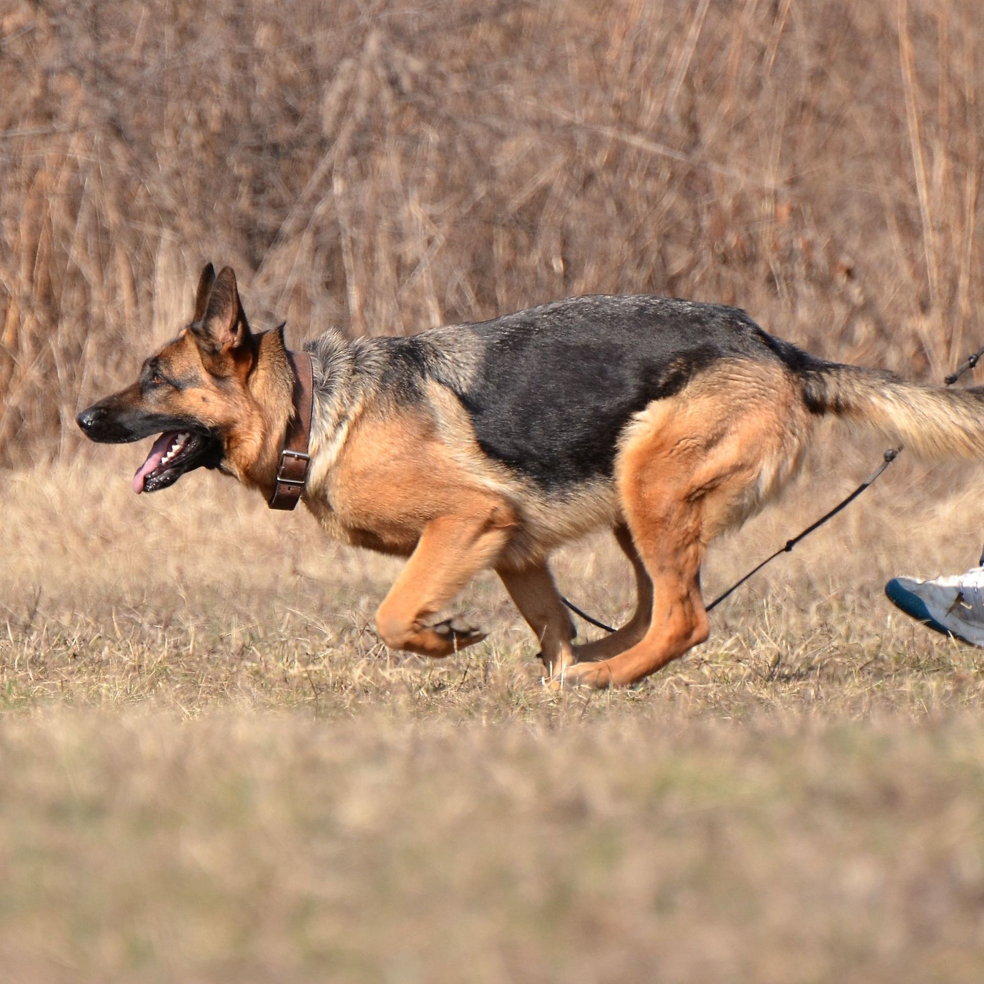 Your Pet's Friends offers dog walking service in a small group or one to one dog walking service