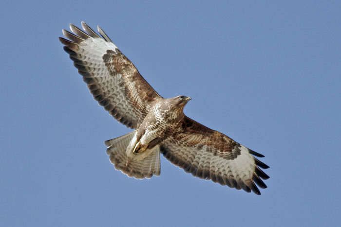 Le Saki Noir - Phil Canals - Musique et Chamanisme