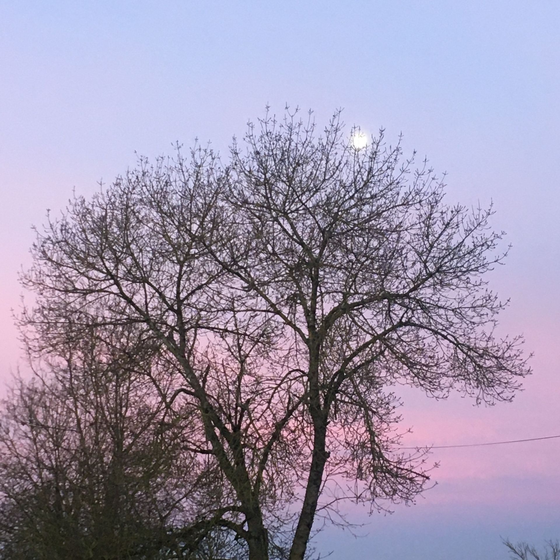 Le Saki Noir - Phil Canals - Musique et Chamanisme